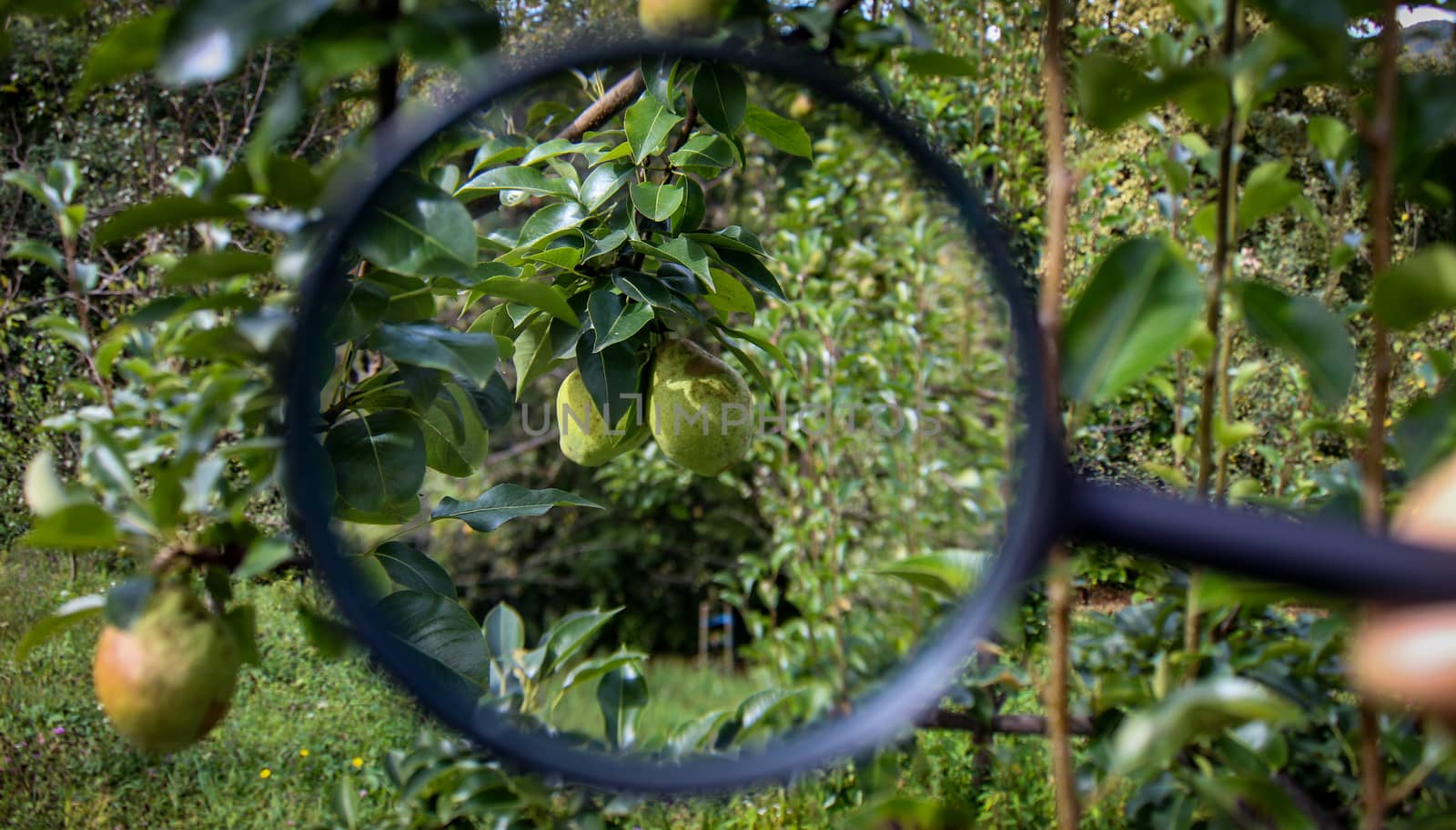 Two unripe green pears on a branch magnified with a magnifying glass. Other pears and an orchard can be seen in the background. Zavidovici, Bosnia and Herzegovina.