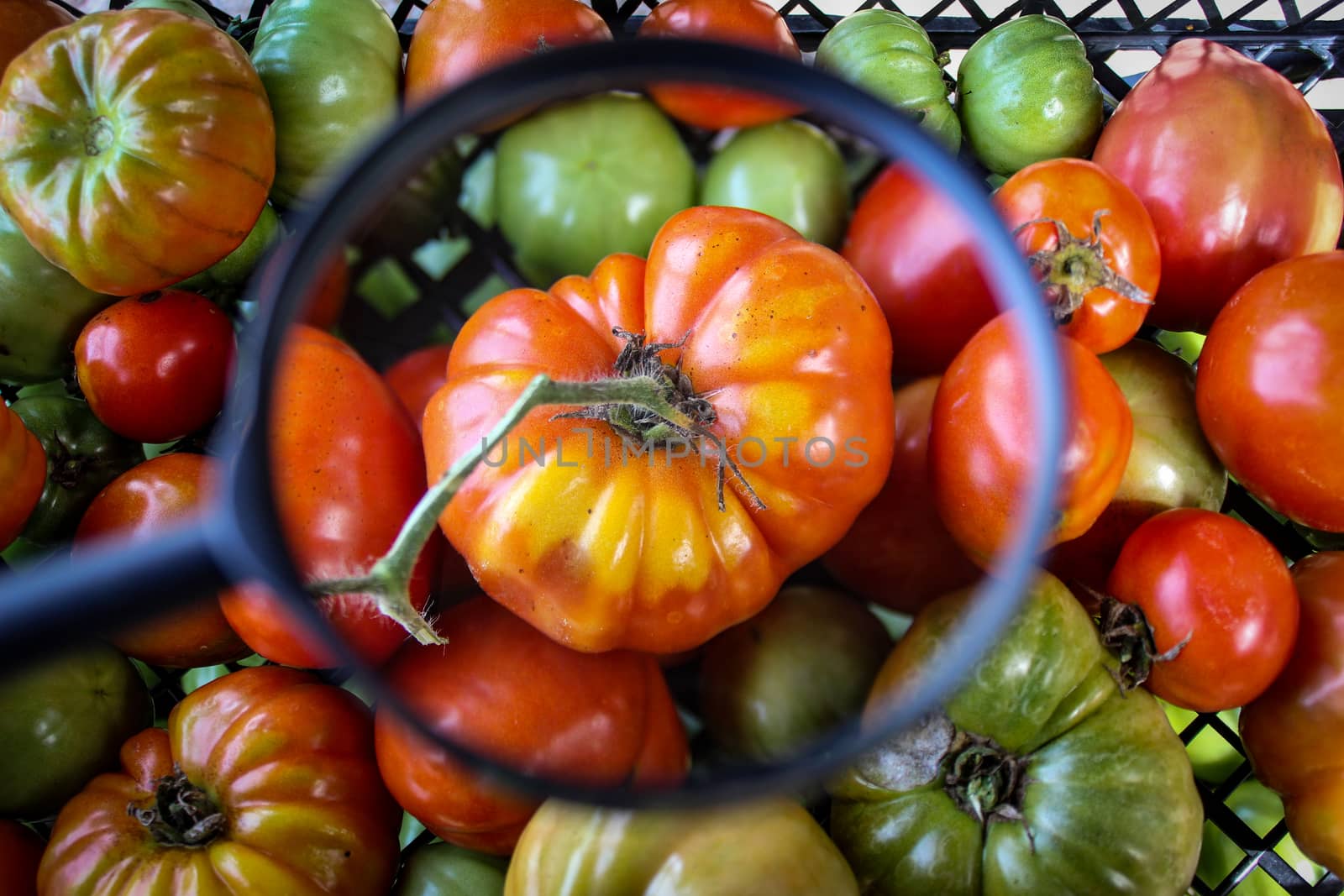 A large red tomato magnified with a magnifying glass in a crate full of tomatoes. A large ripe tomato among other tomatoes. Zavidovici, Bosnia and Herzegovina.