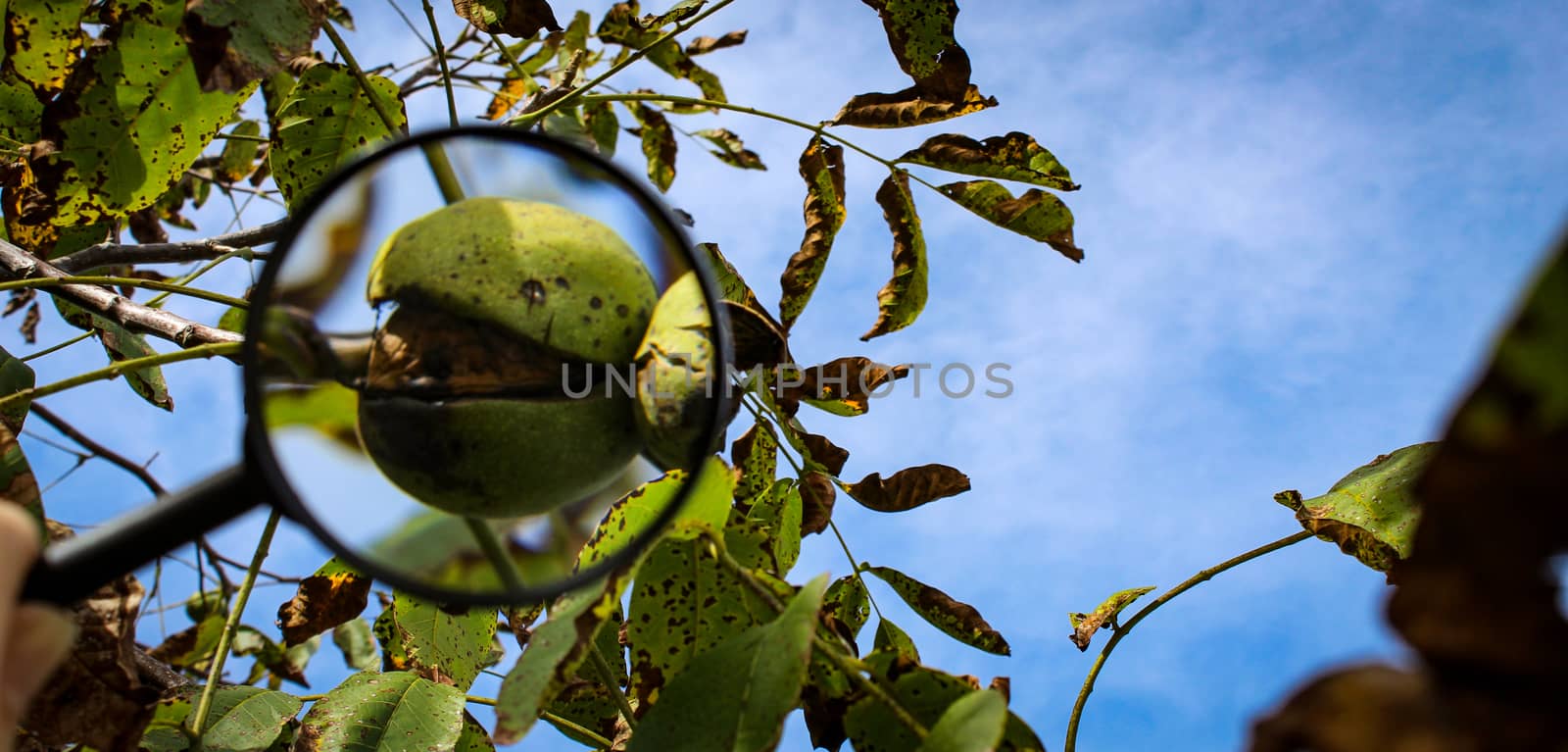 Walnut fruit banner magnified with a magnifying glass. Ripe walnut inside a cracked green shell on a branch with the sky in the background. Banner. Zavidovici, Bosnia and Herzegovina.
