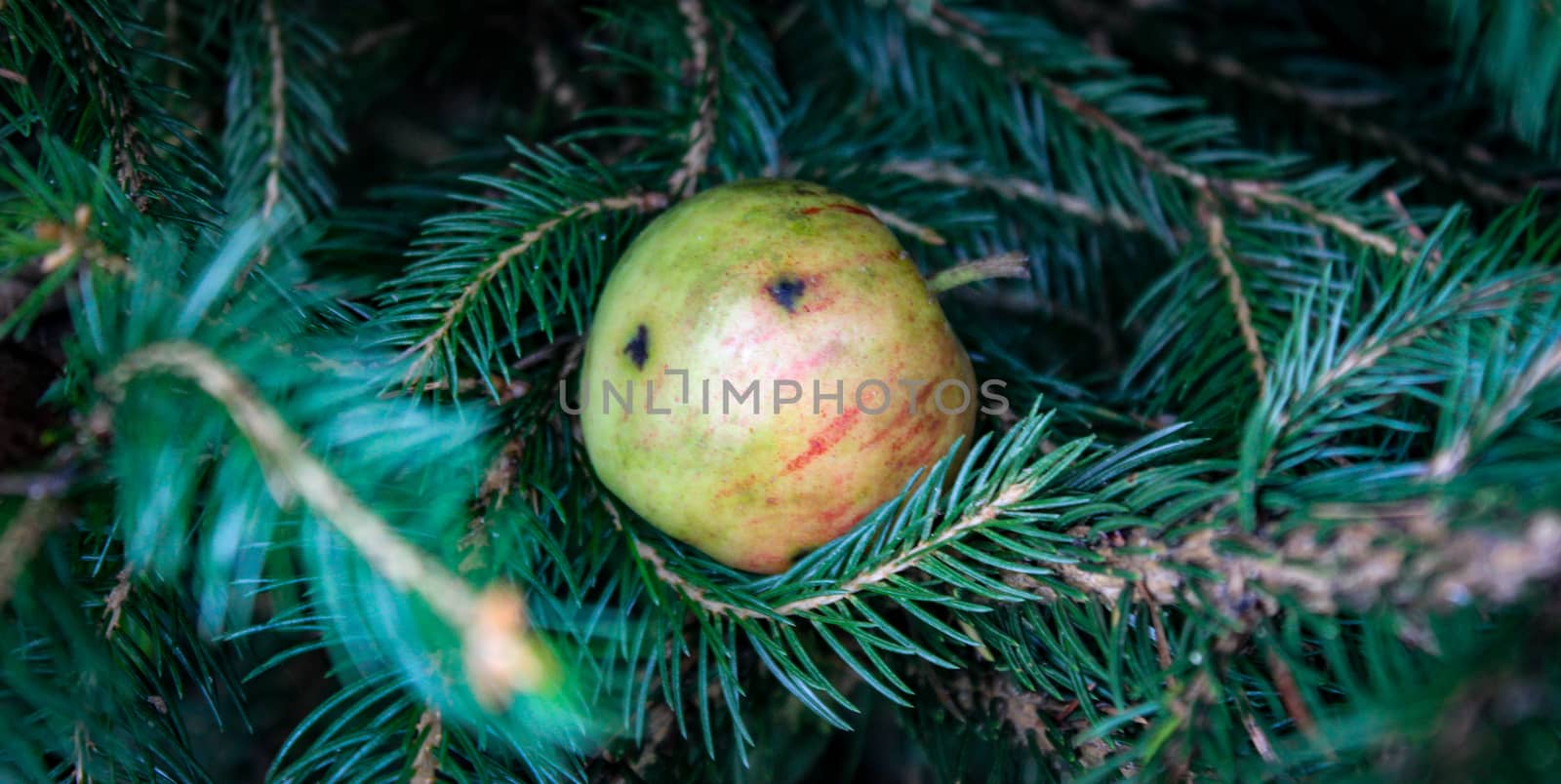 A banner of a small wild apple that fell on a Christmas tree and stuck to a branch. A little wild apple. Zavidovici, Bosnia and Herzegovina.