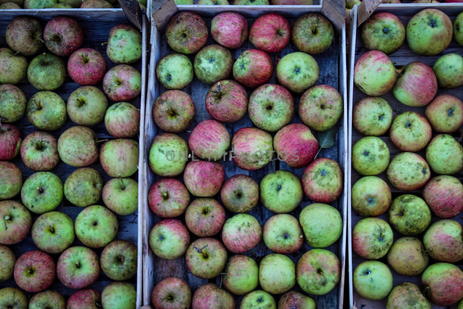 Homegrown apples in the fall in the countryside. Apples perfectly stacked in a wooden crates.