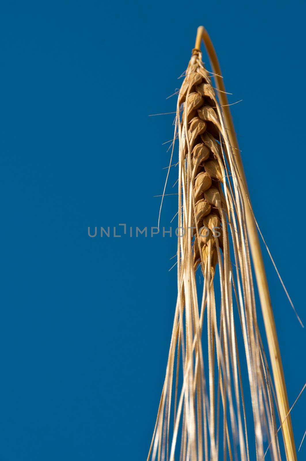 barley, Hordeum vulgare by Jochen