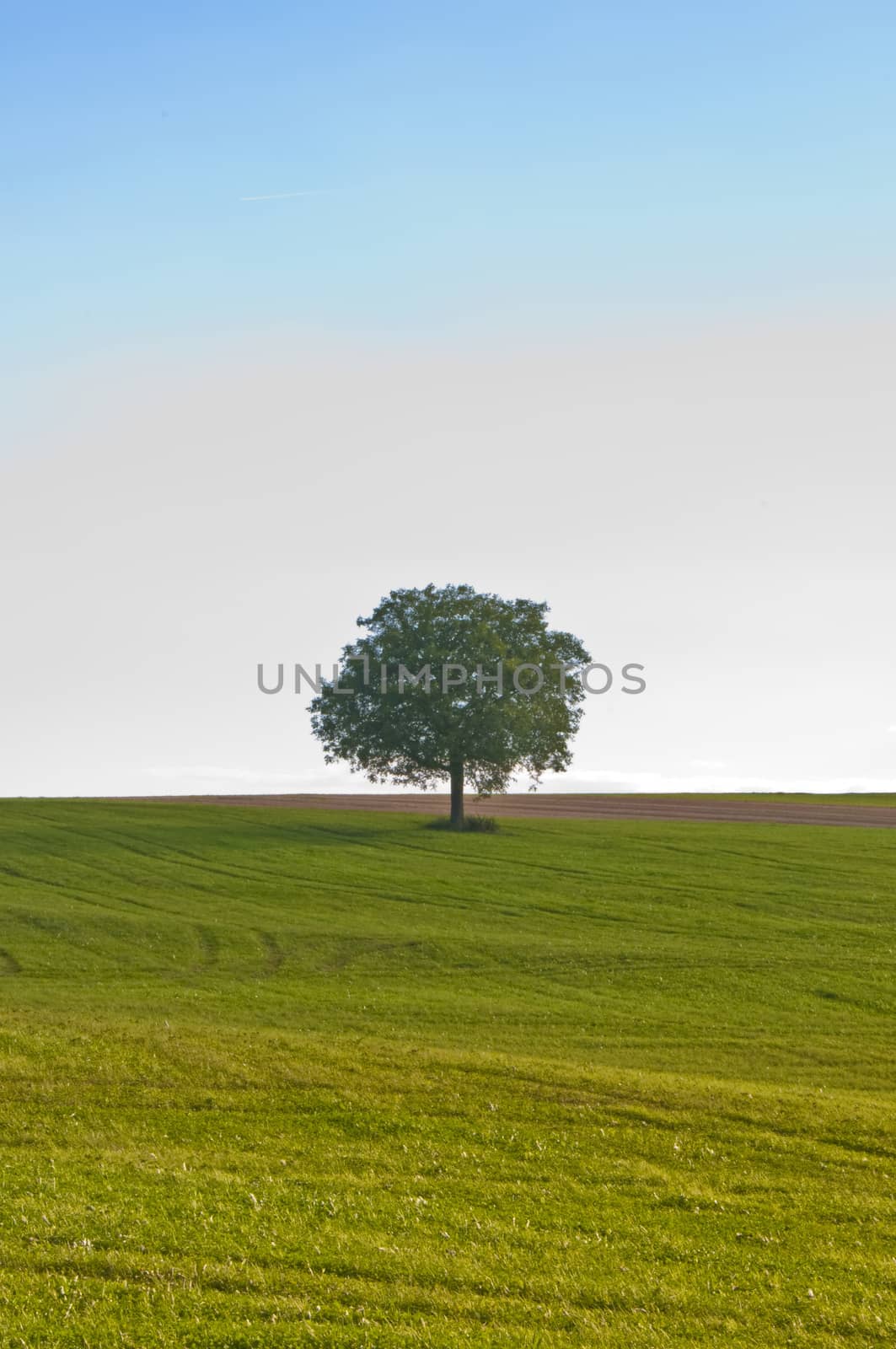 tree by Jochen