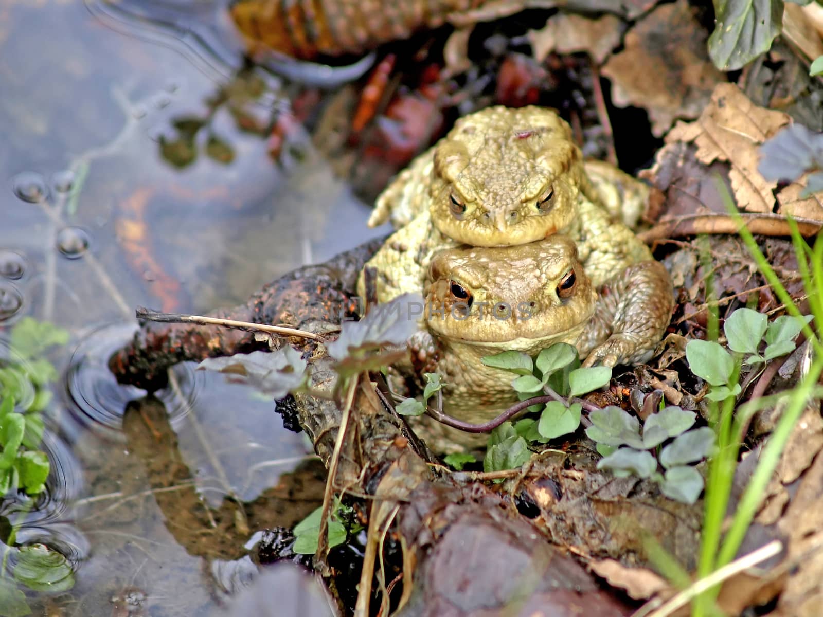 pair of a common toads