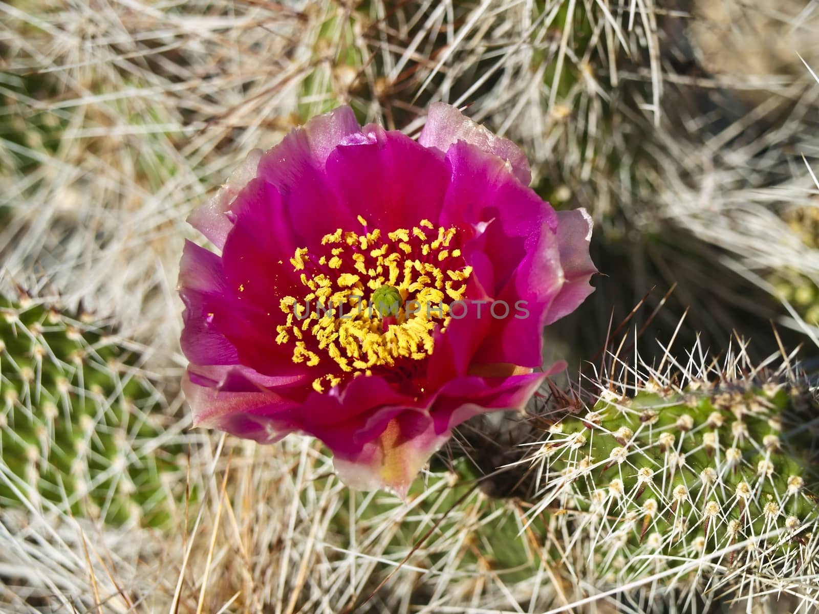 blooming cactus