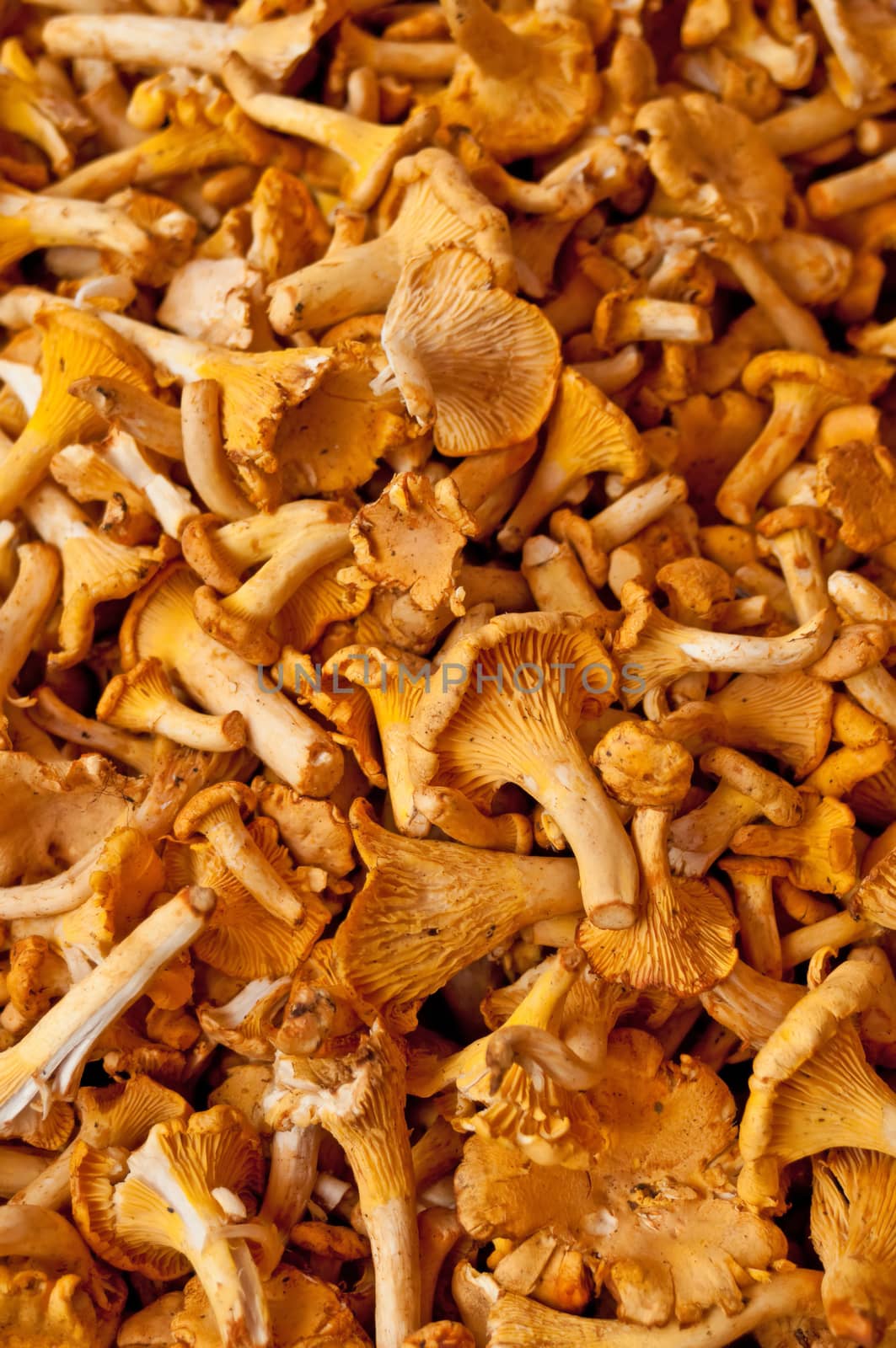 Chanterelle mushroom