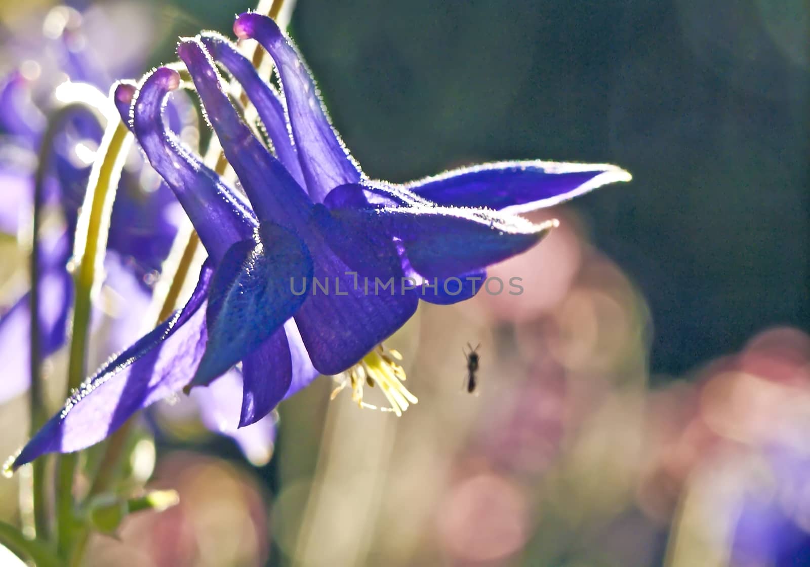 blossom of columbine