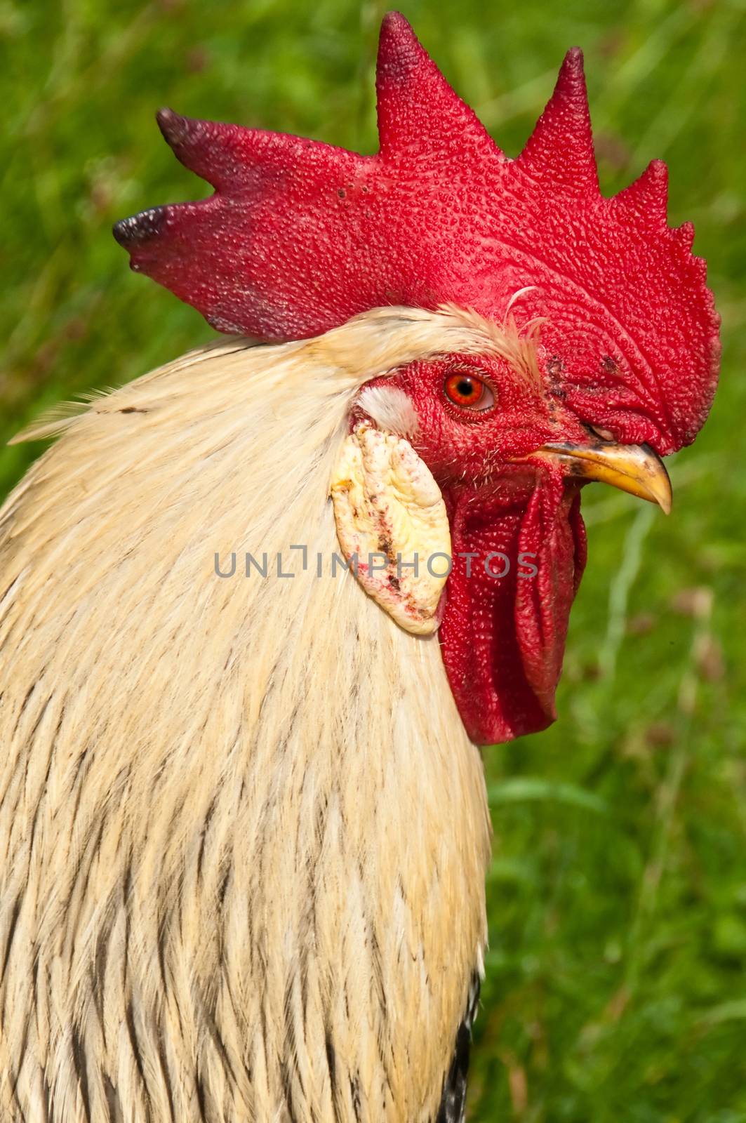 head of a cock