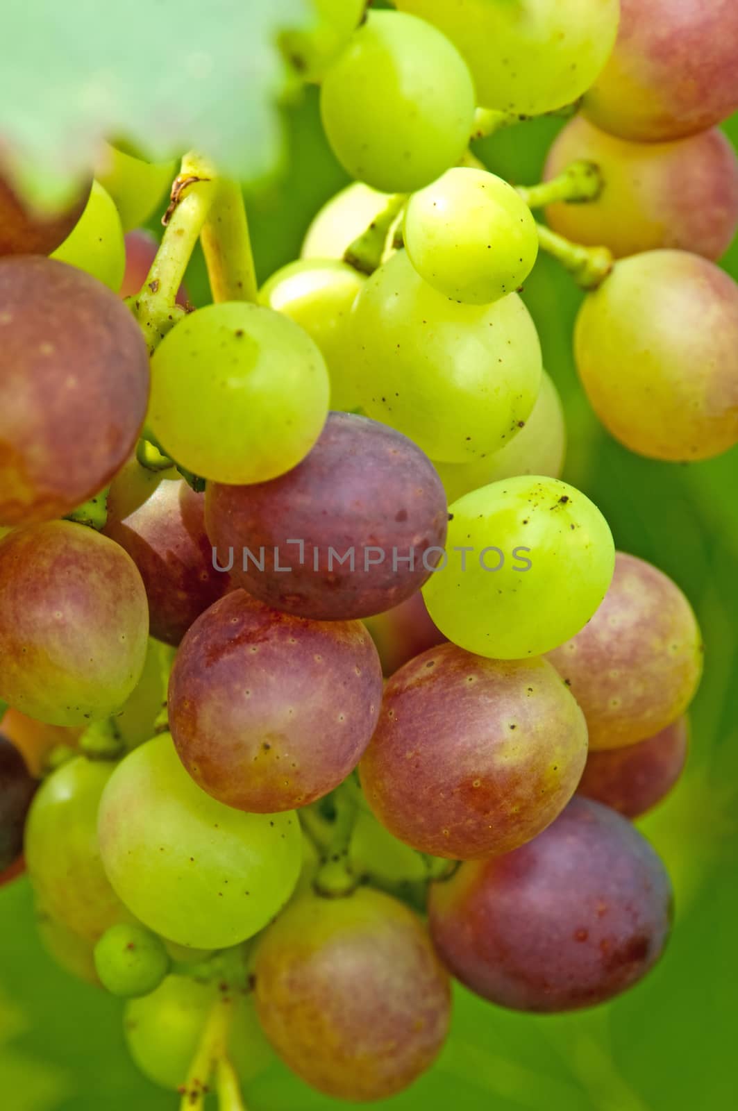 grapevine by Jochen