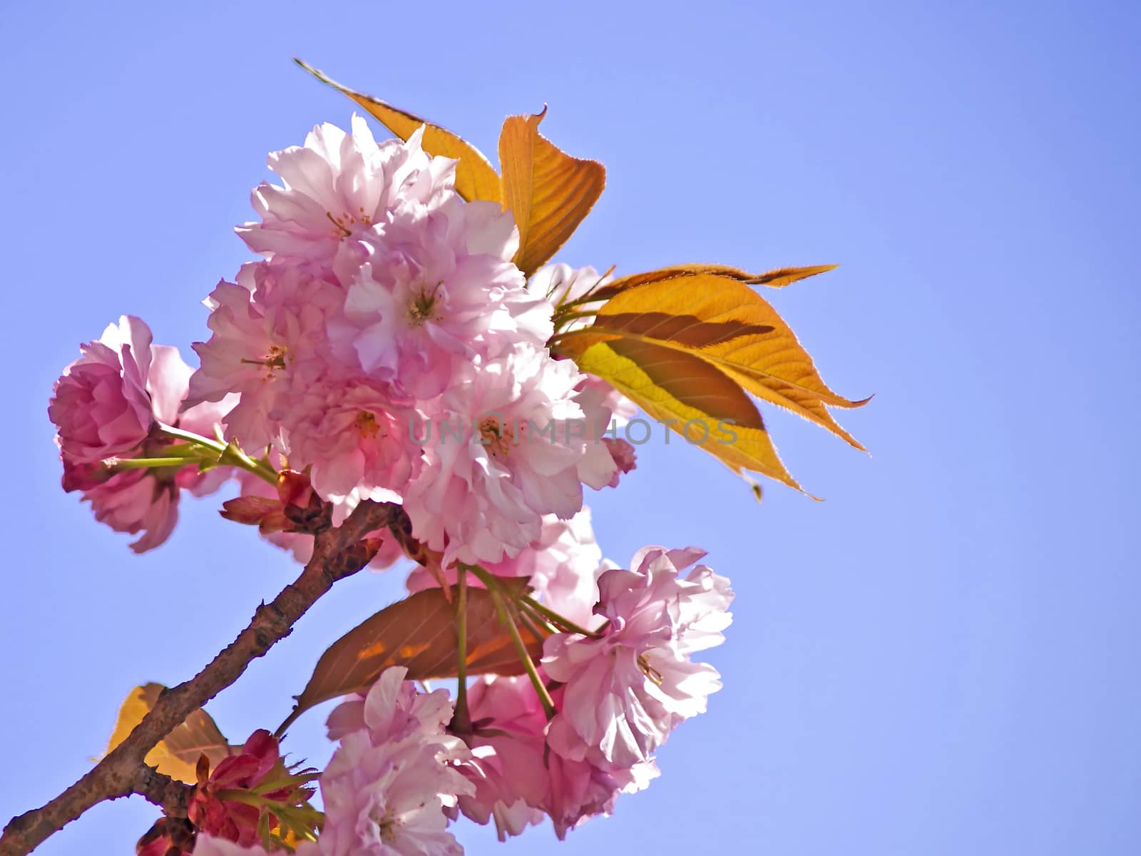 blossom of a japanese cherry