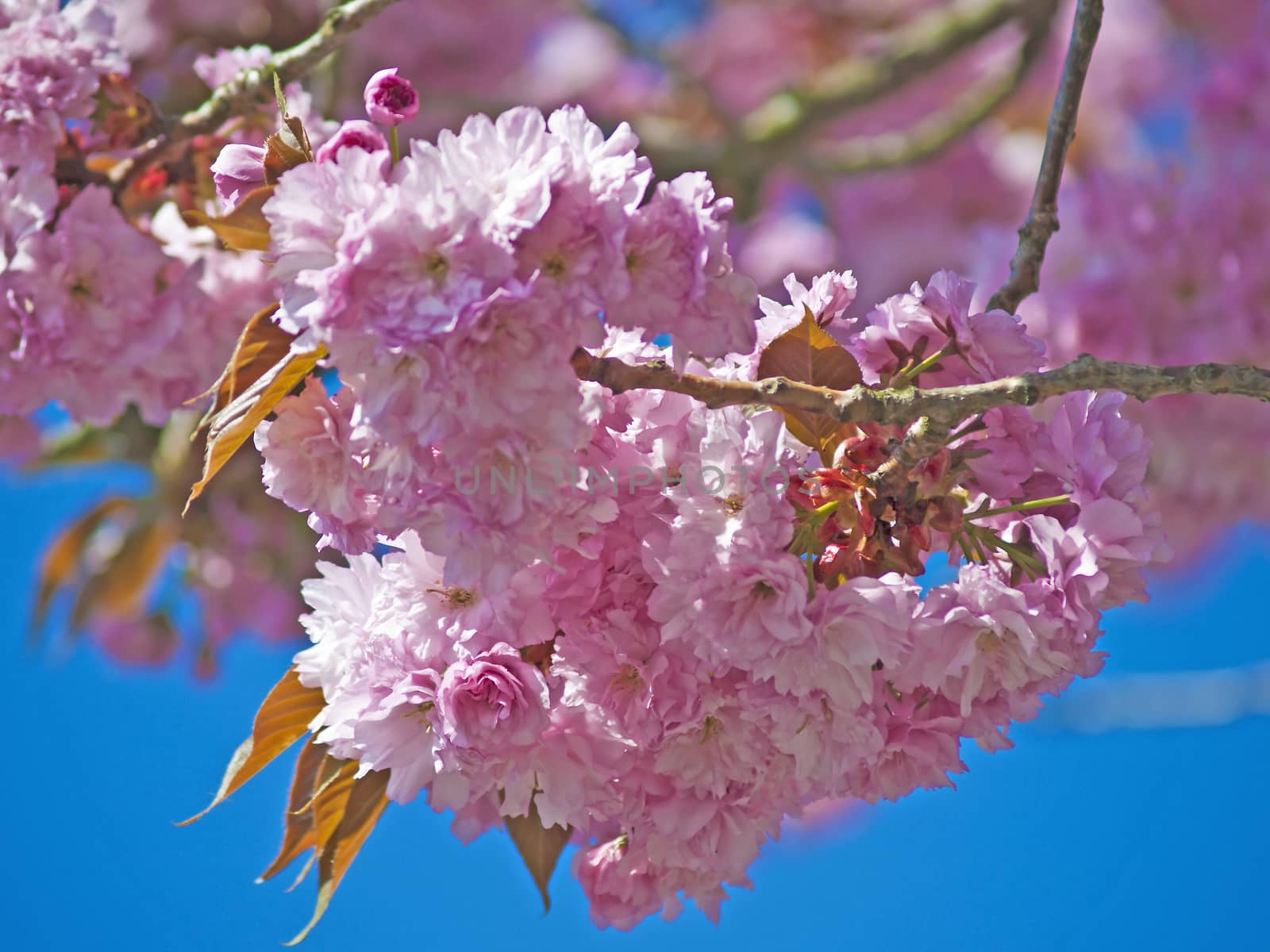 blossom of a japanese cherry