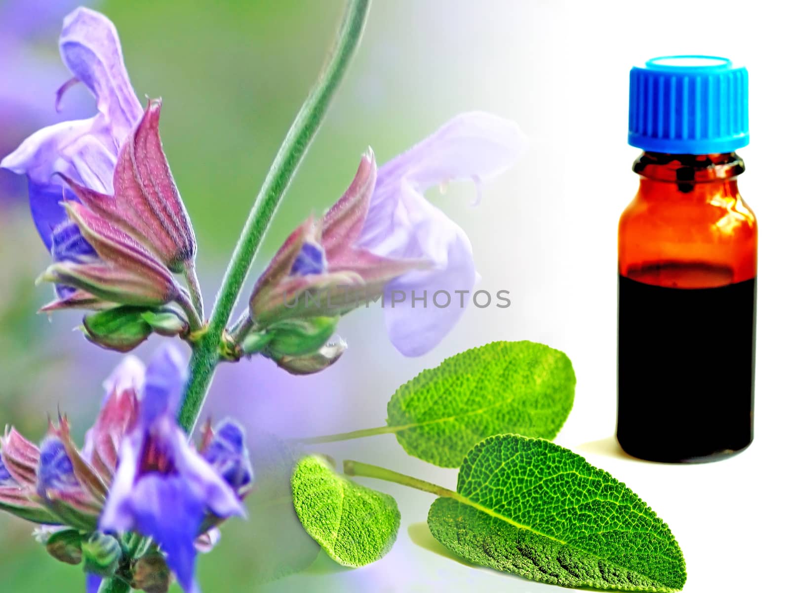 sage and its tincture