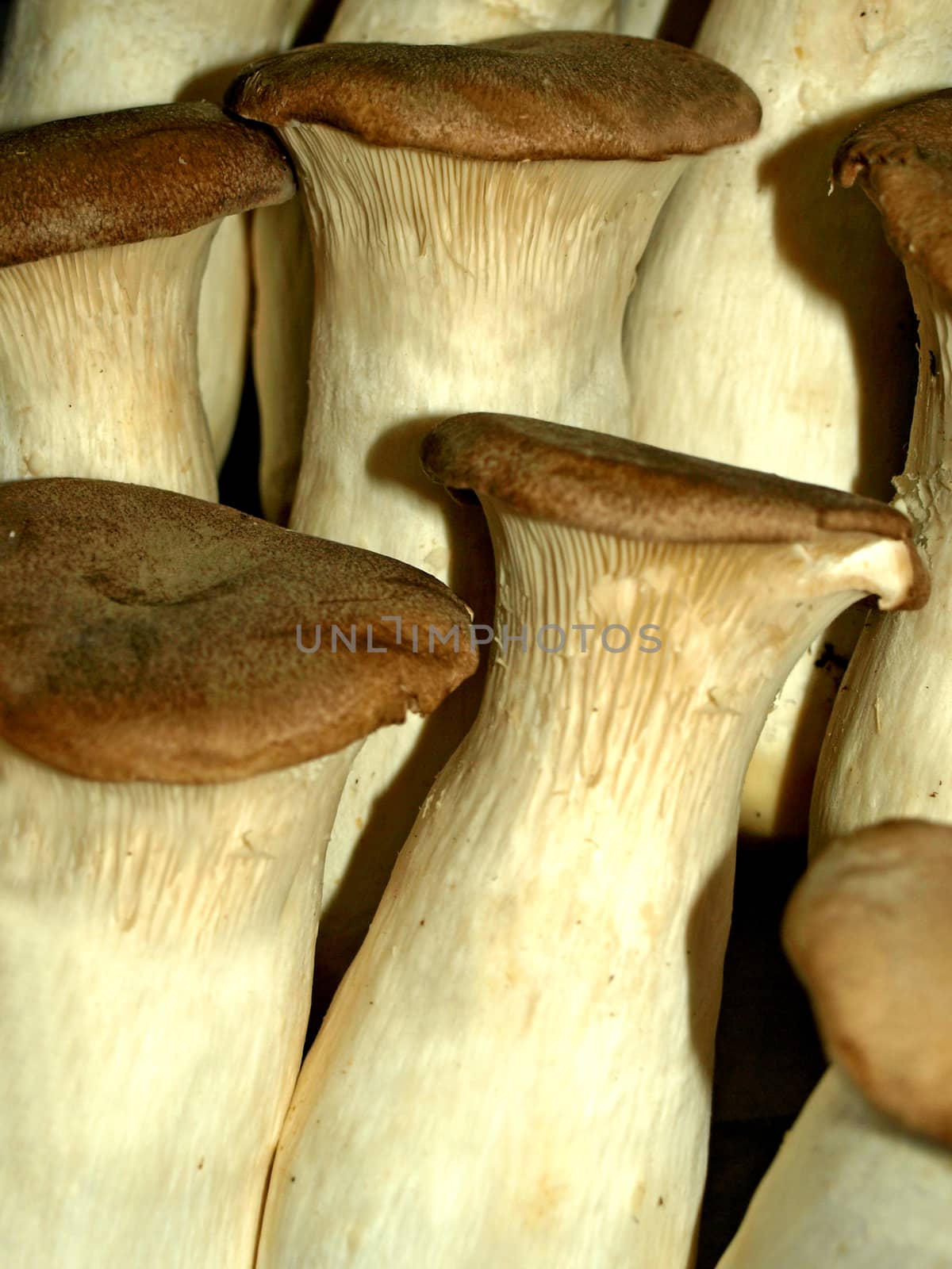 King oyster mushroom by Jochen