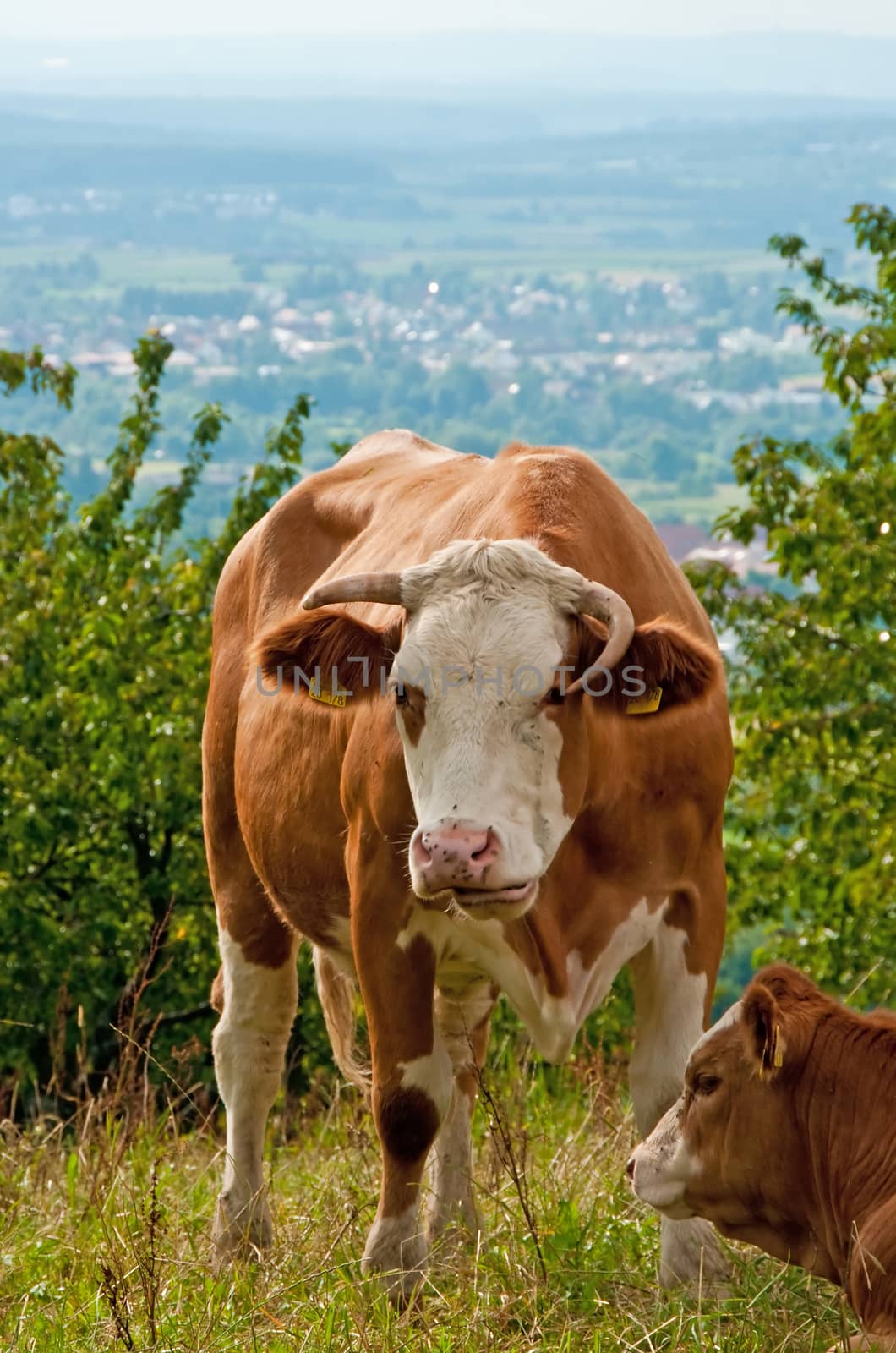 cow with panoramic view