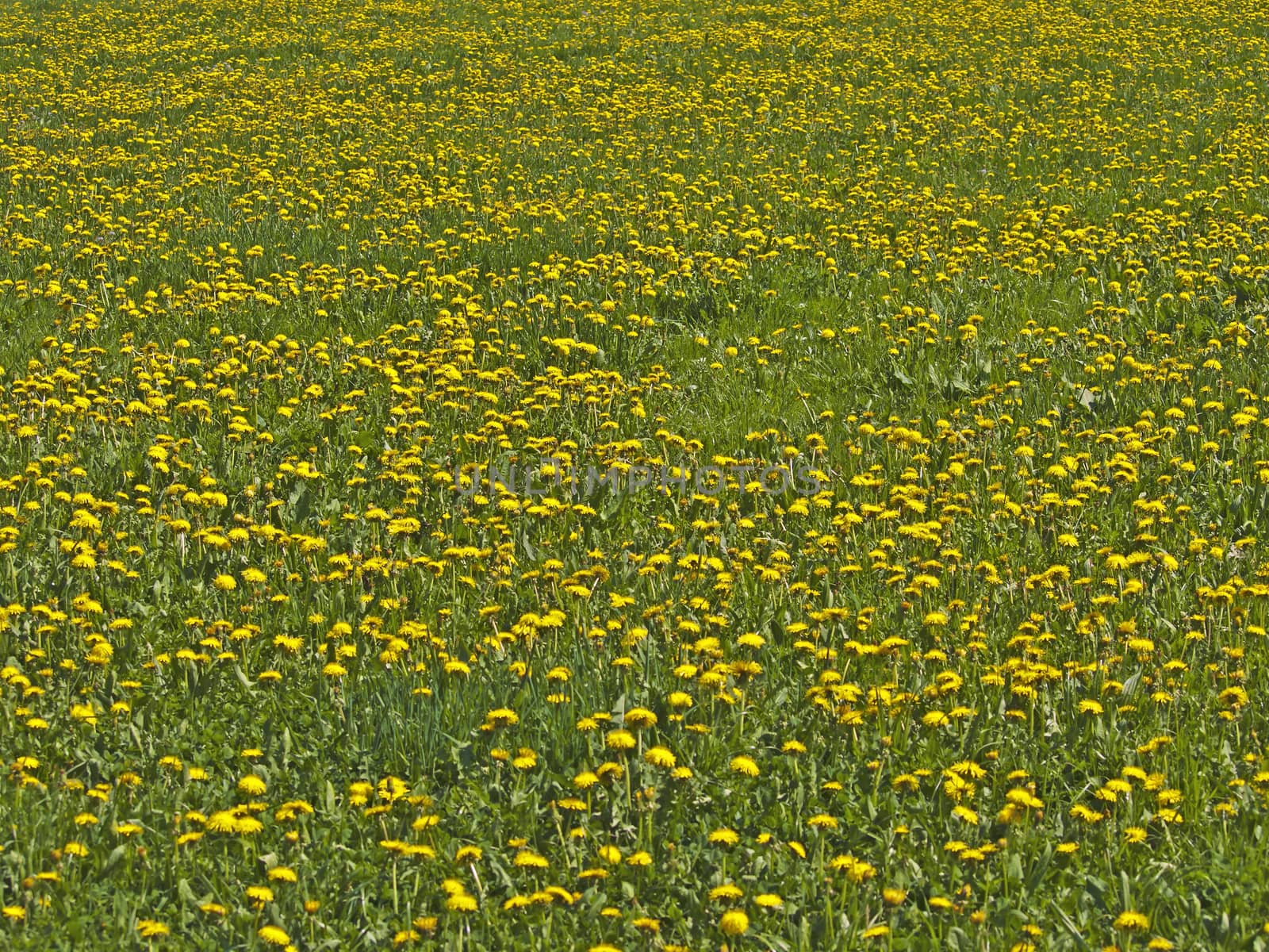 meadow with dandelion