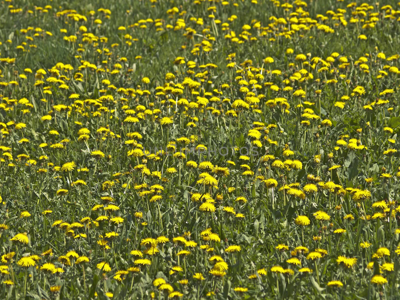 meadow with dandelion