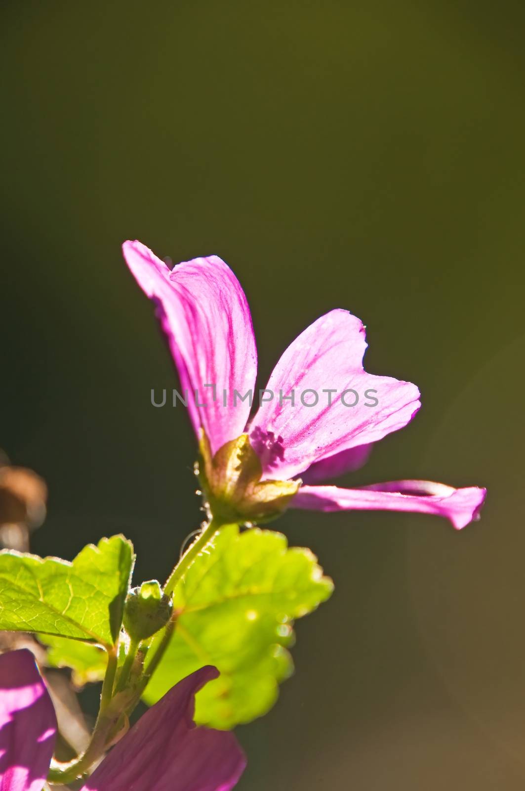 Malvenblüte im Gegenlicht