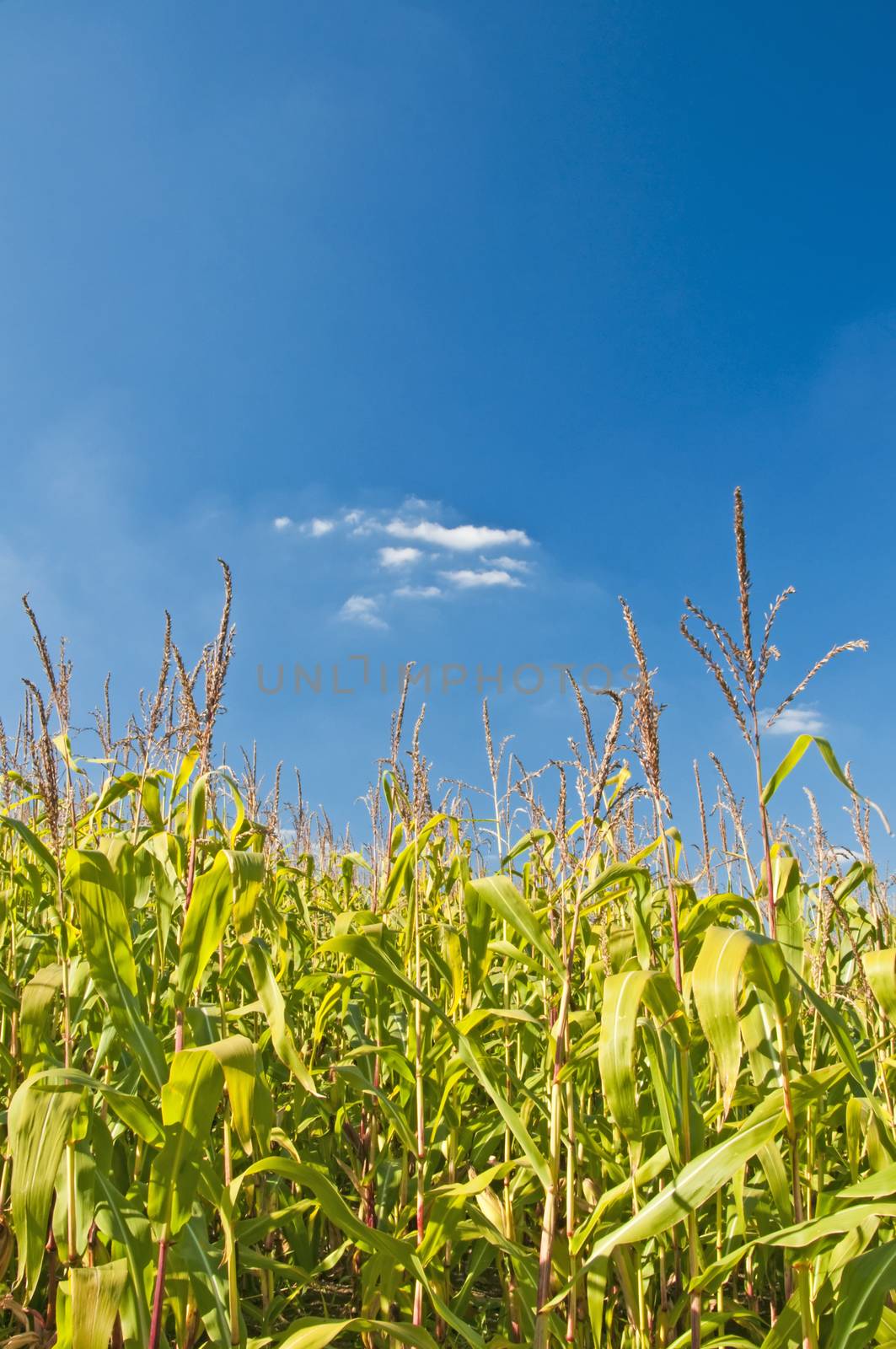 corn filed in summer by Jochen