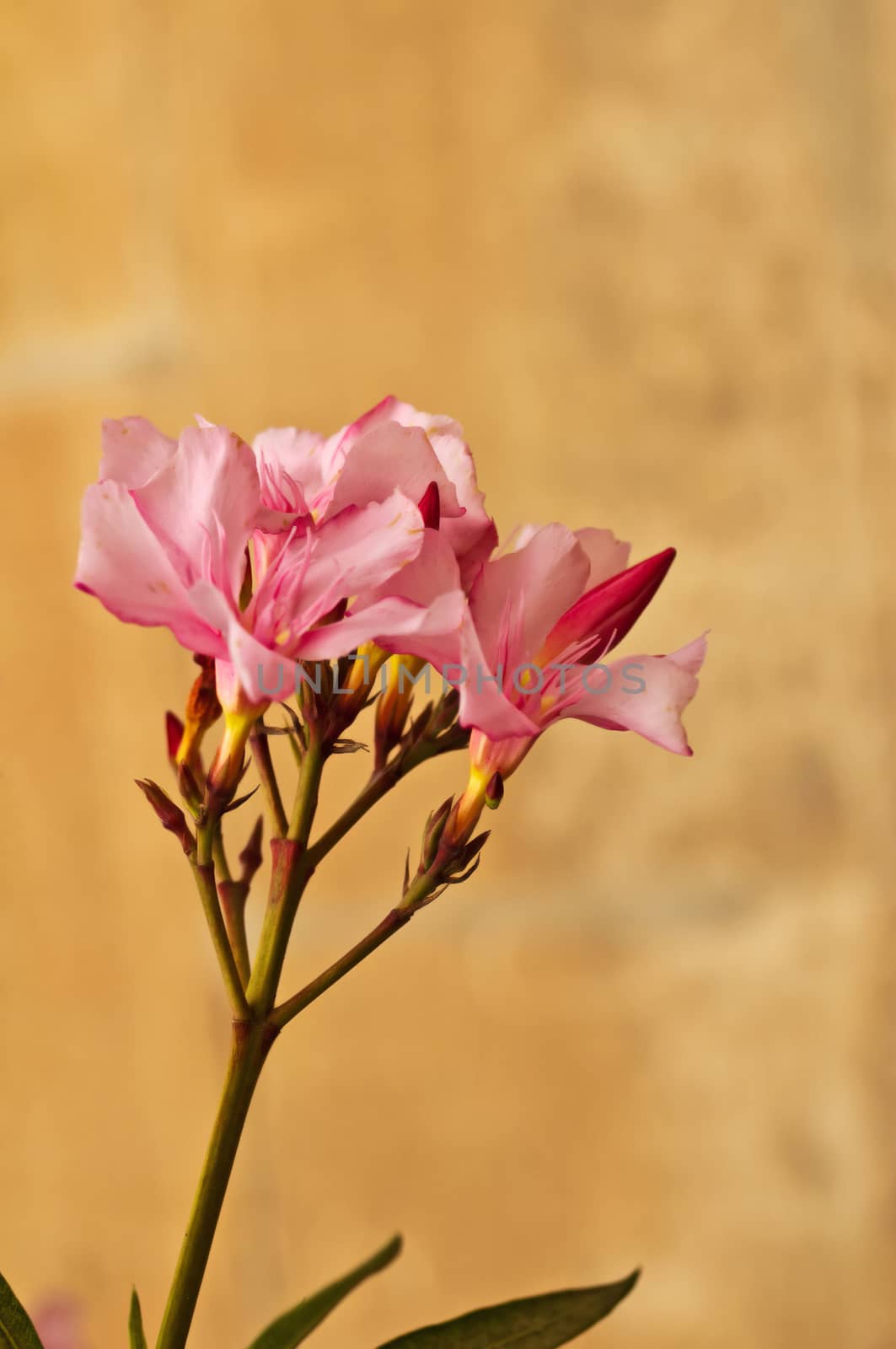 blossom of oleander