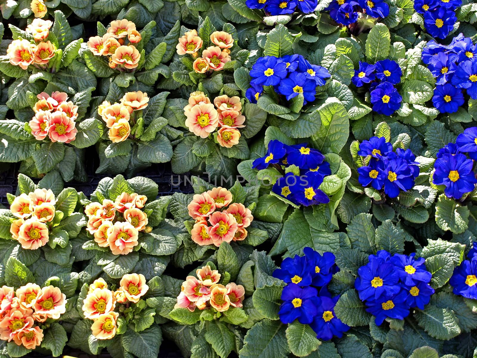 primroses with a lot of colored flowers