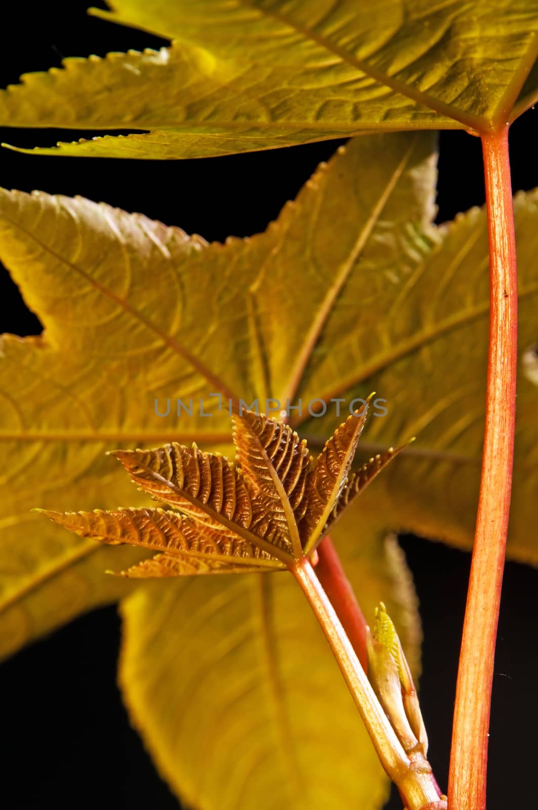 a closeup of the leaf of a castor-oil plant