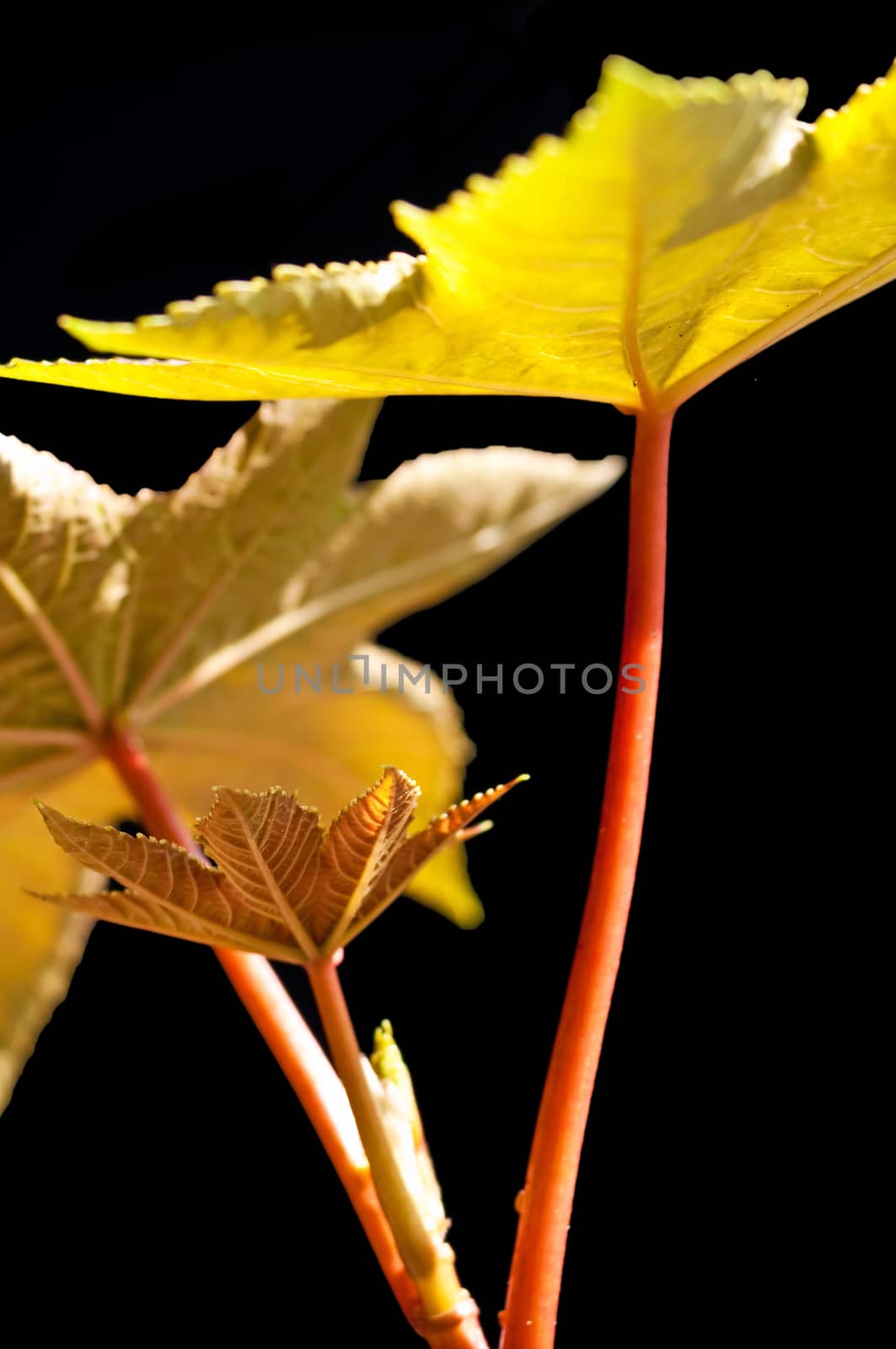 a closeup of the leaf of a castor-oil plant