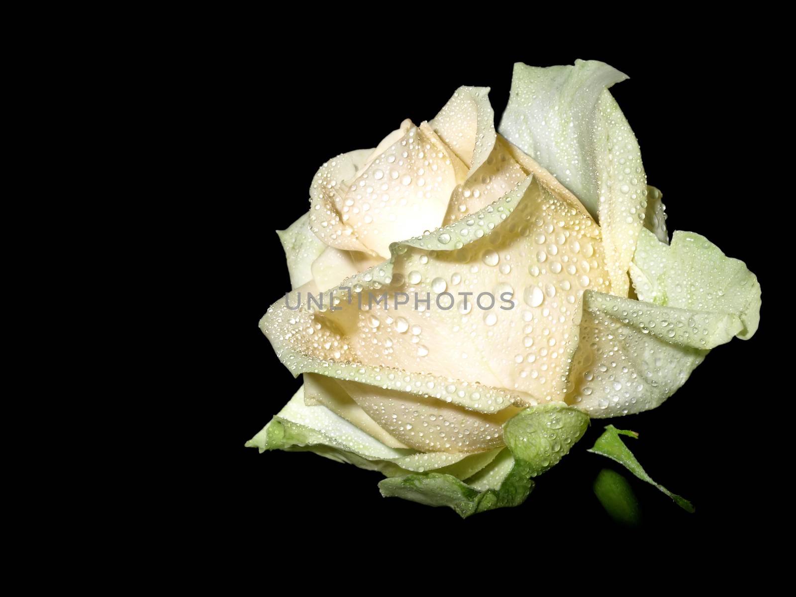 rose on a black background