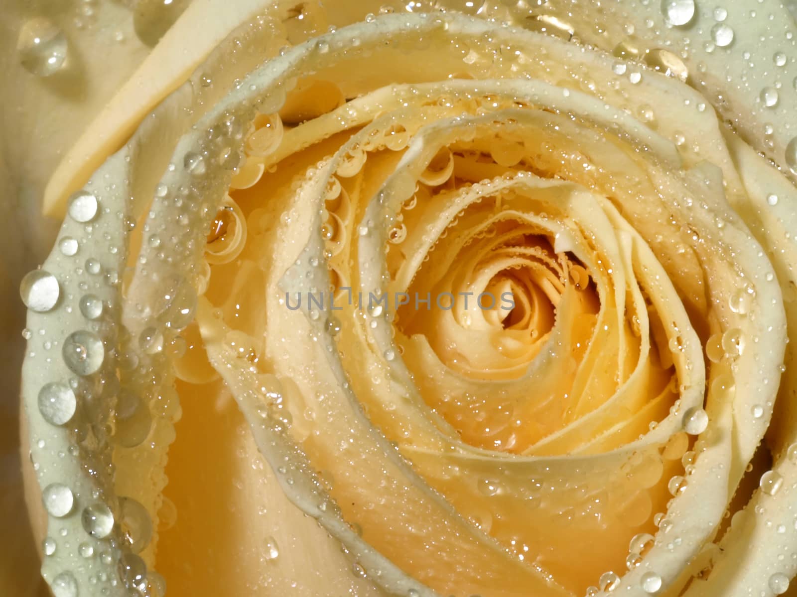 macro of a rose with water drops