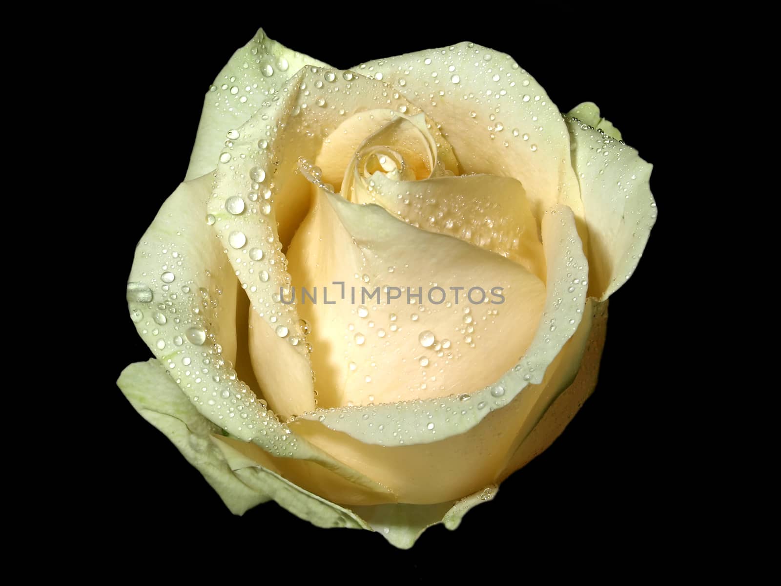 macro of a rose with water drops