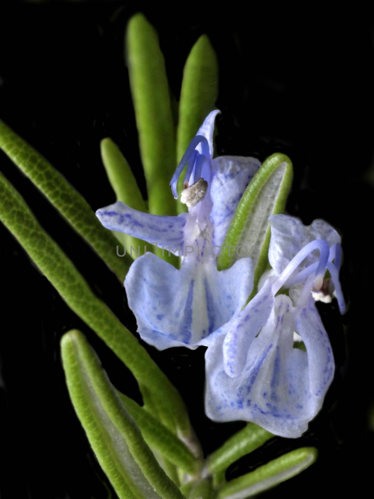 rosemary by Jochen