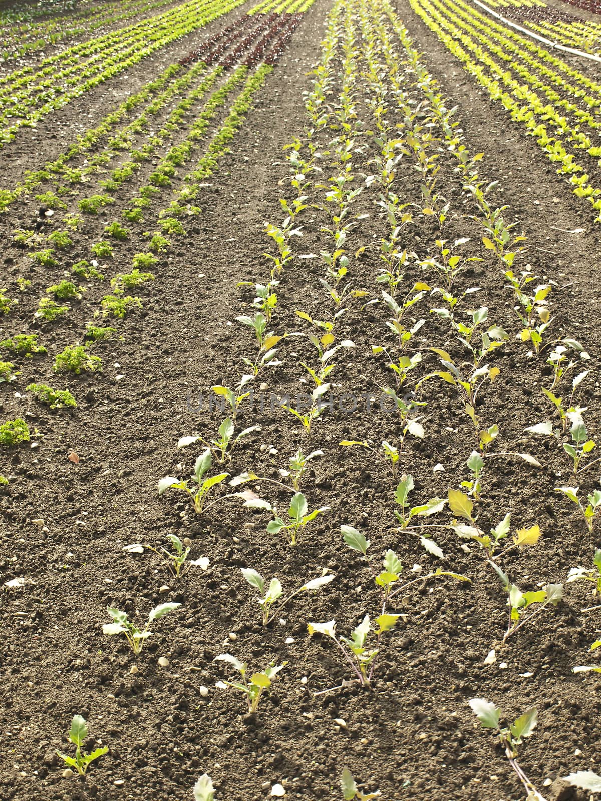 cultivation of salad