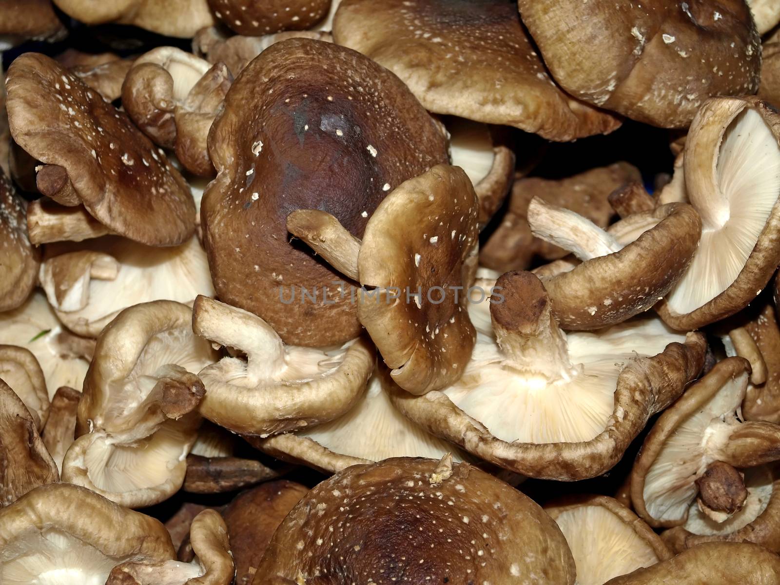 shiitake mushroom at a farmer market