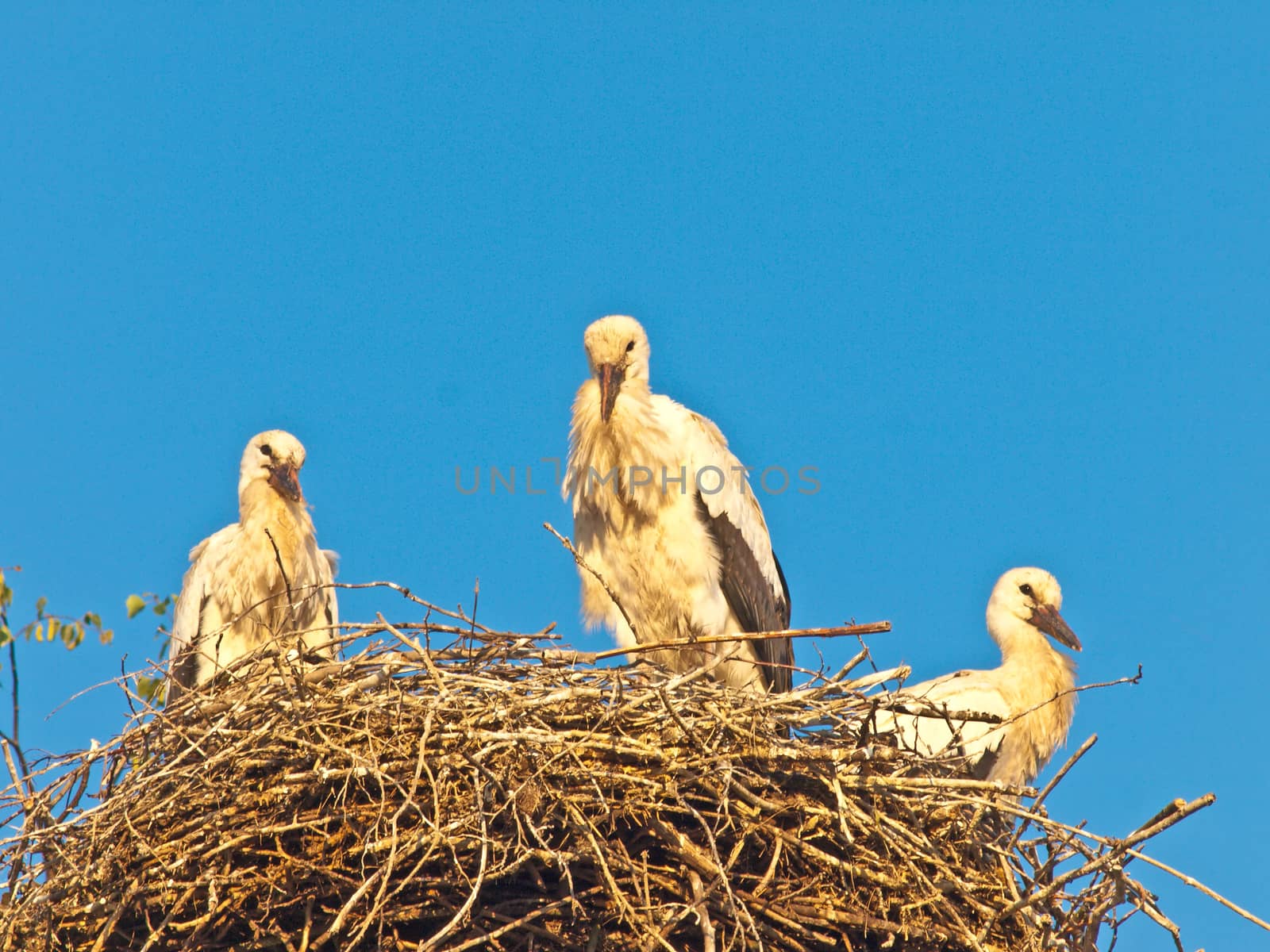 storks in a nest