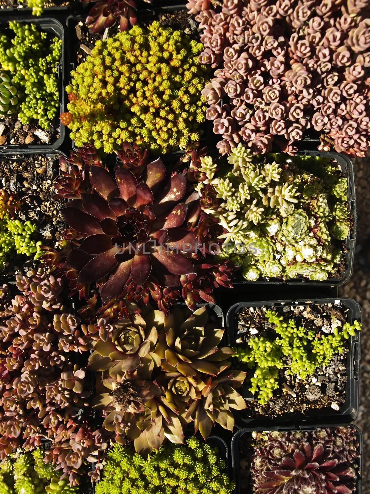 different succulents for a stone garden
