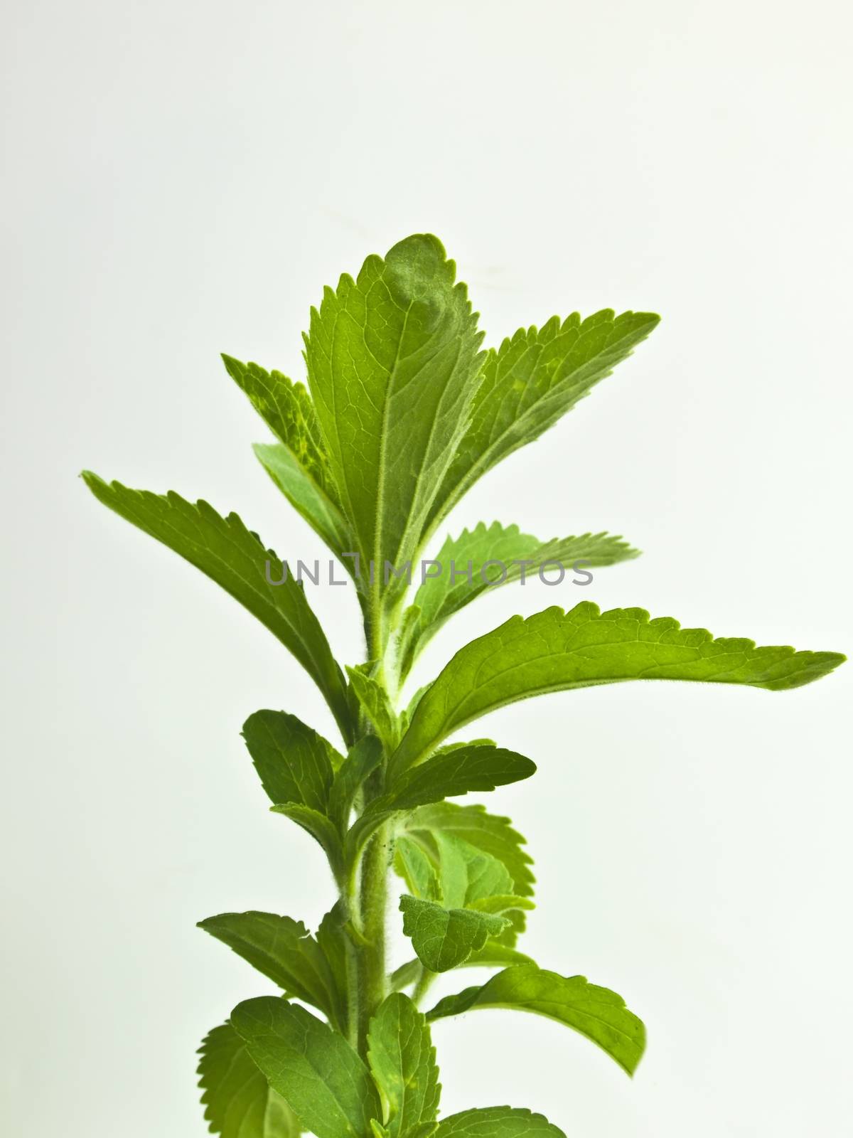 the support for sugar of the Stevia rebaudiana