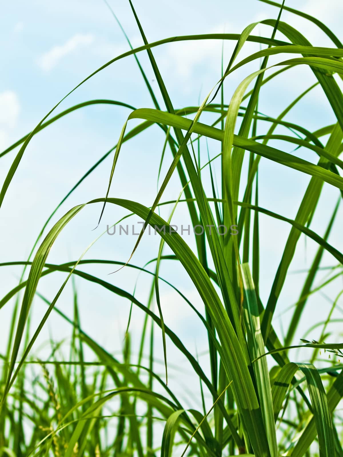 Miscanthus,switchgrass by Jochen