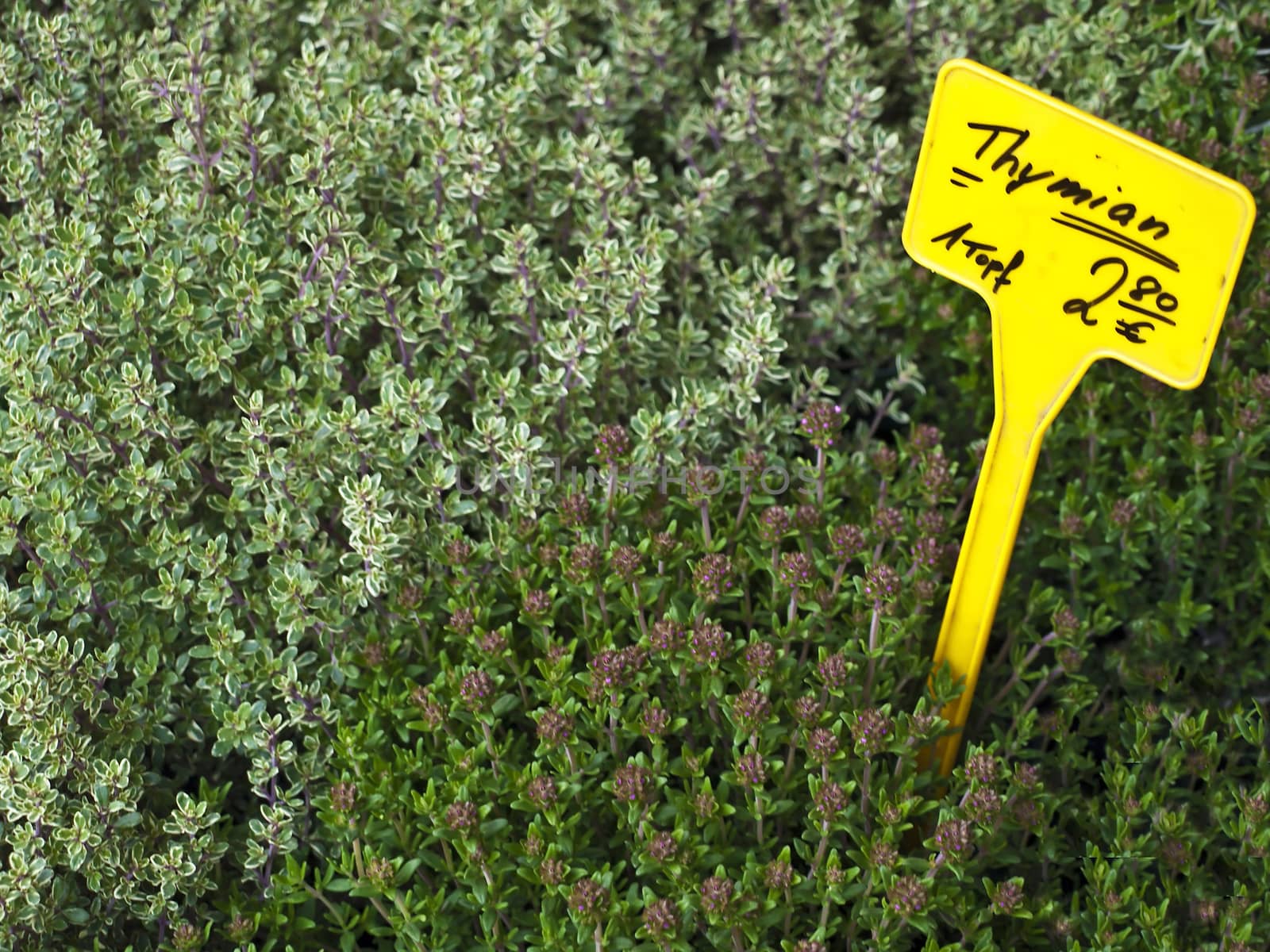 thyme