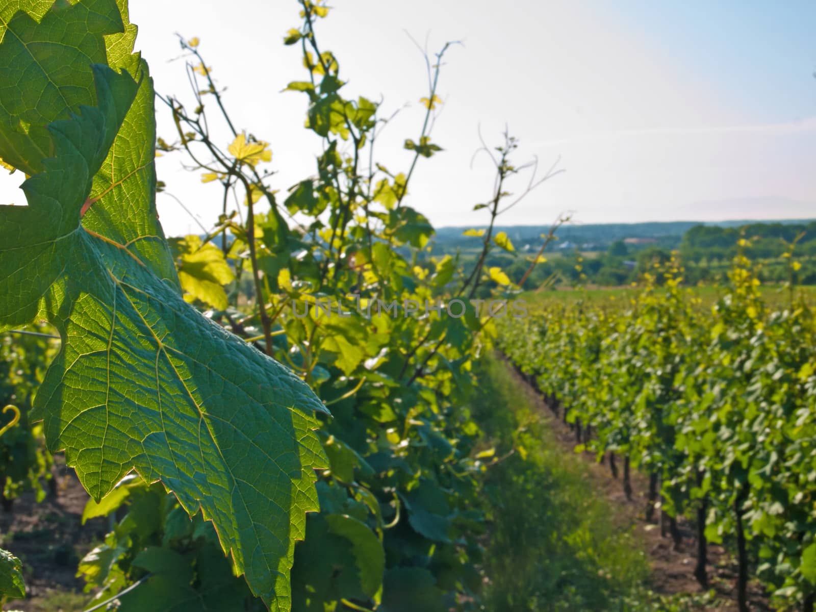 vineyard by Jochen