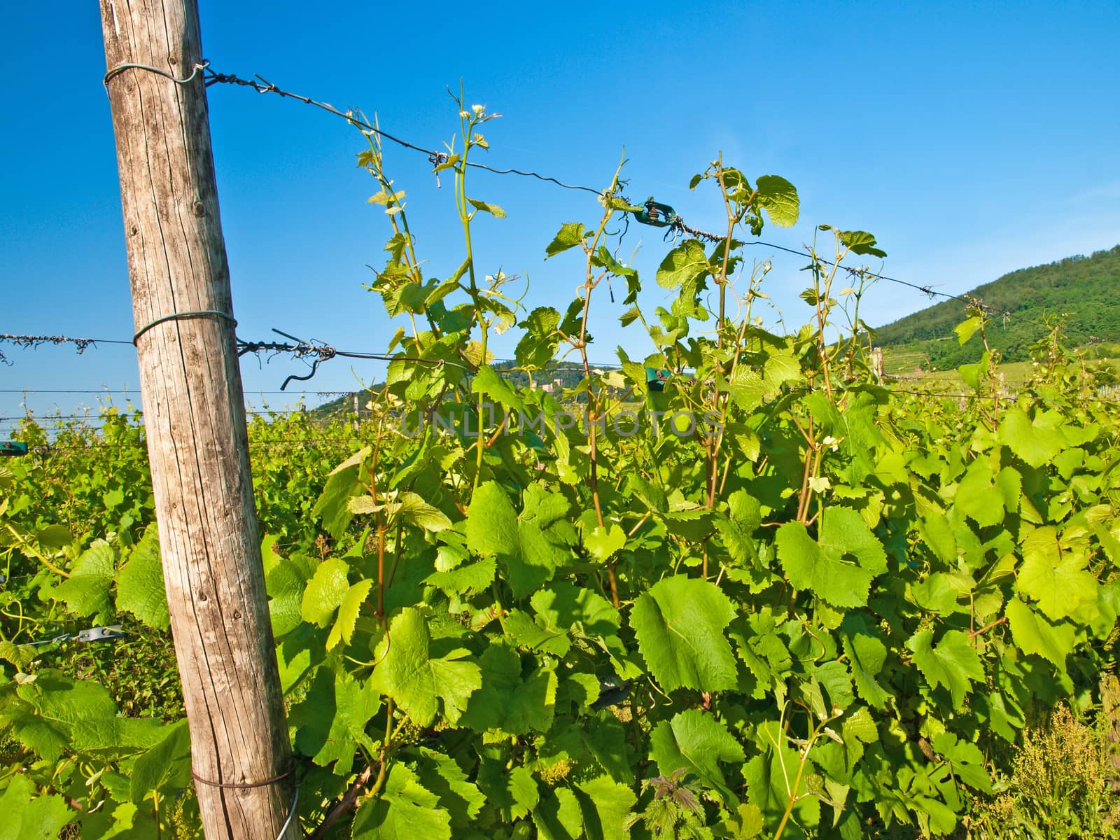 vineyard in France