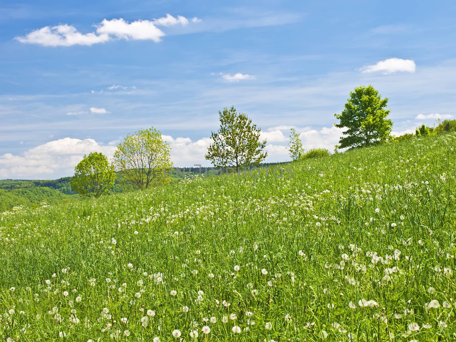 meadow in spring with a blue sky and clouds