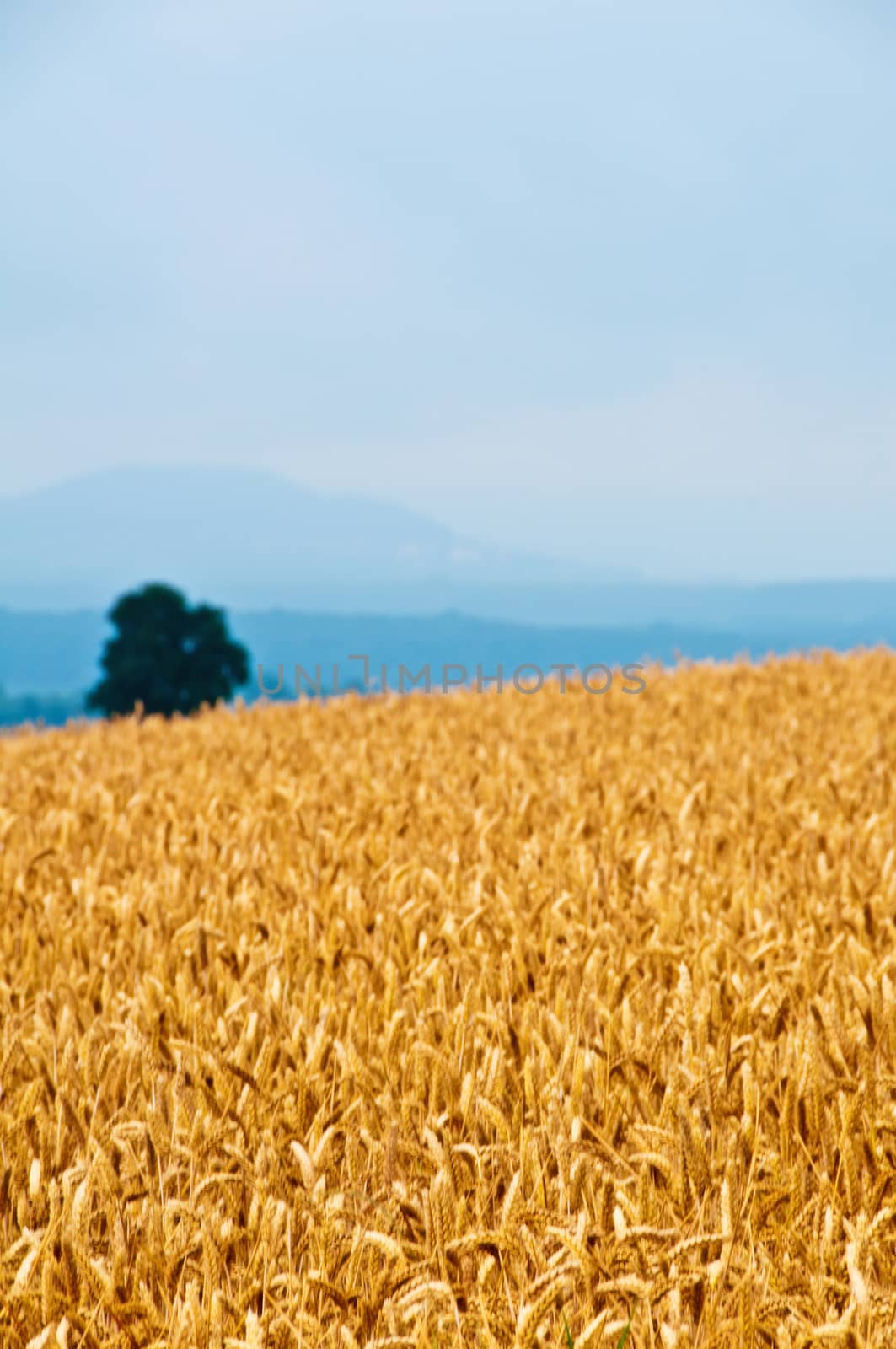 wheat with a panoramic view to hills