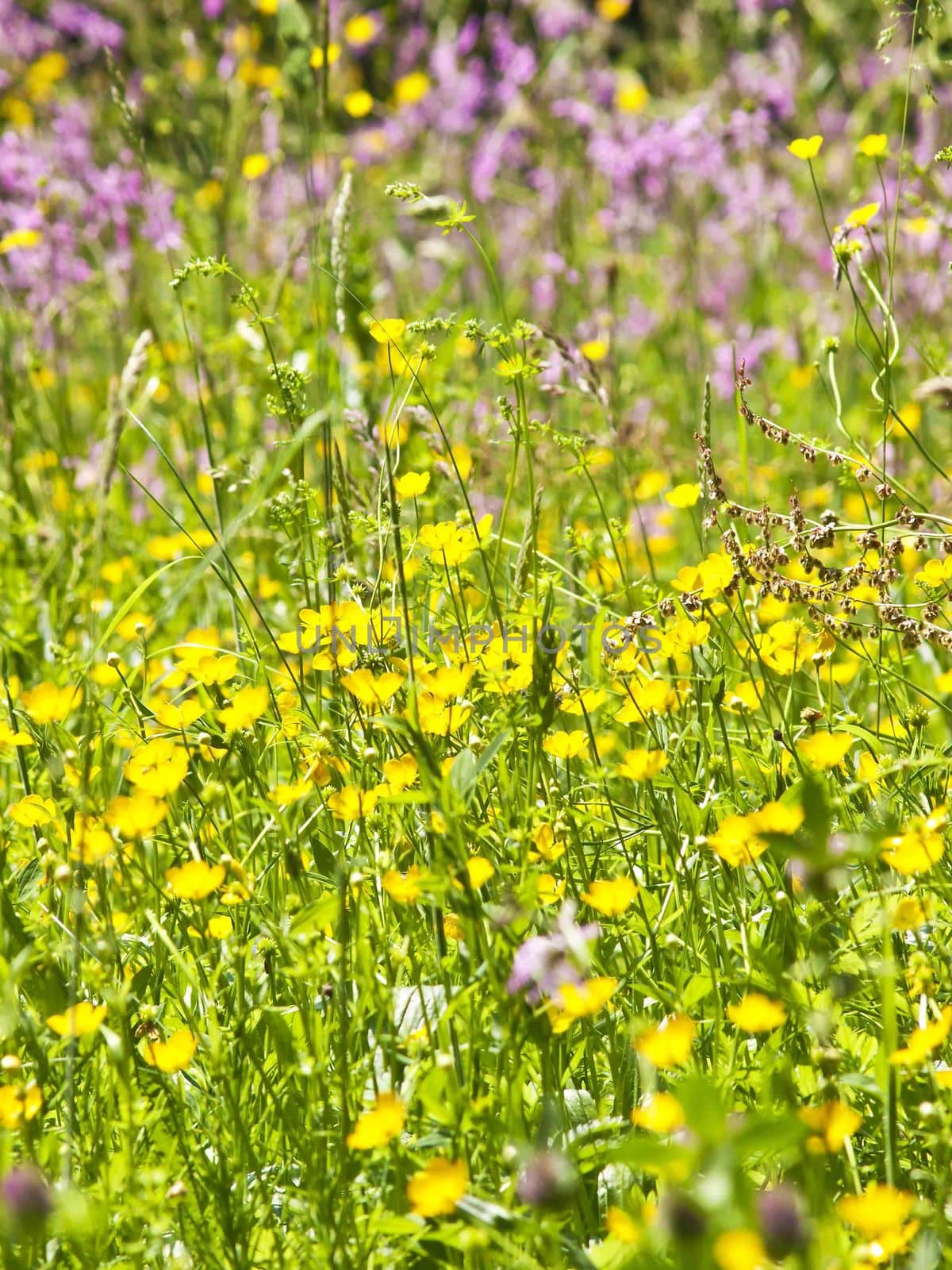 meadow with a lot of colored flowers