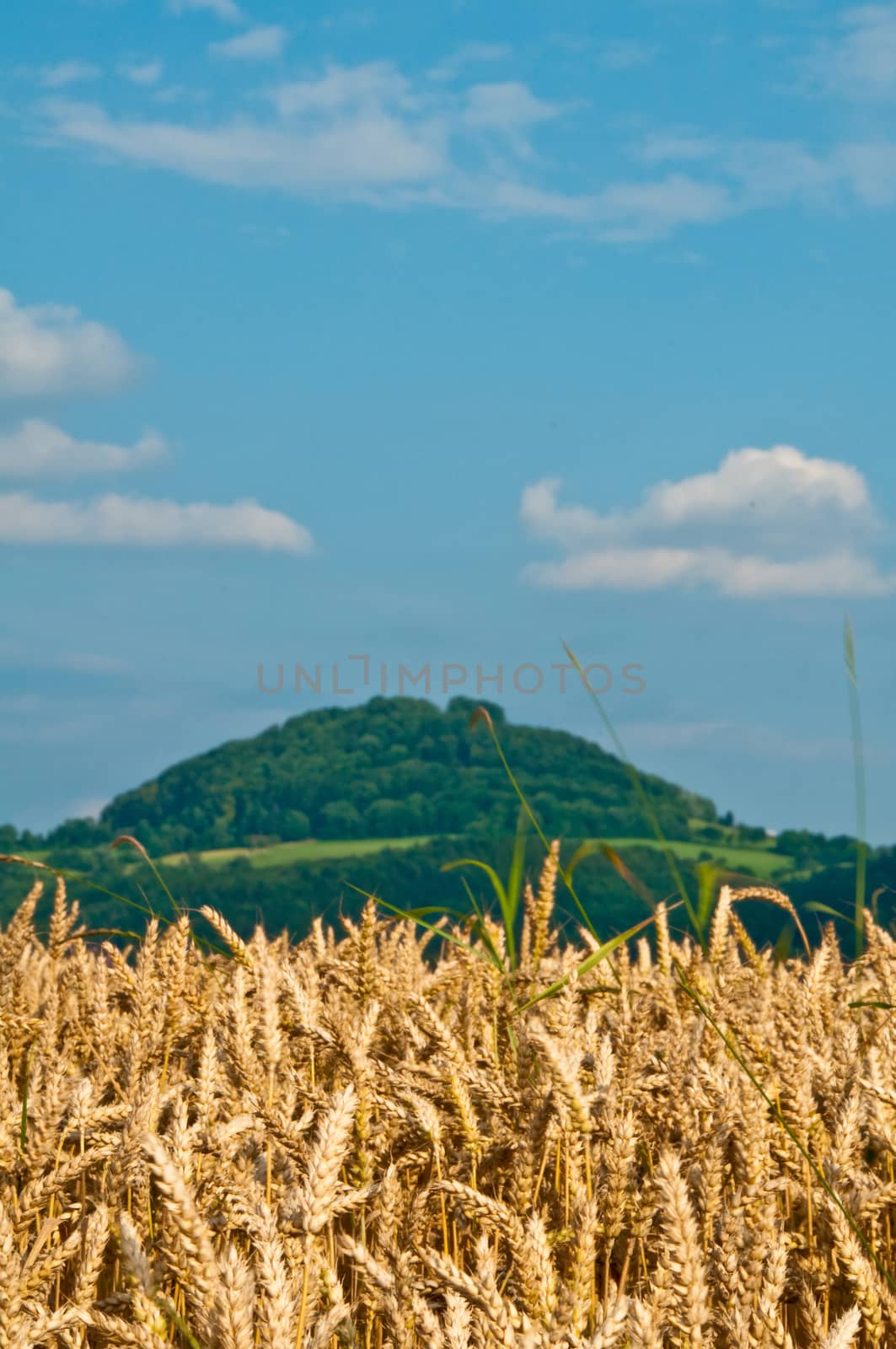 wheat with a panoramic view to hills