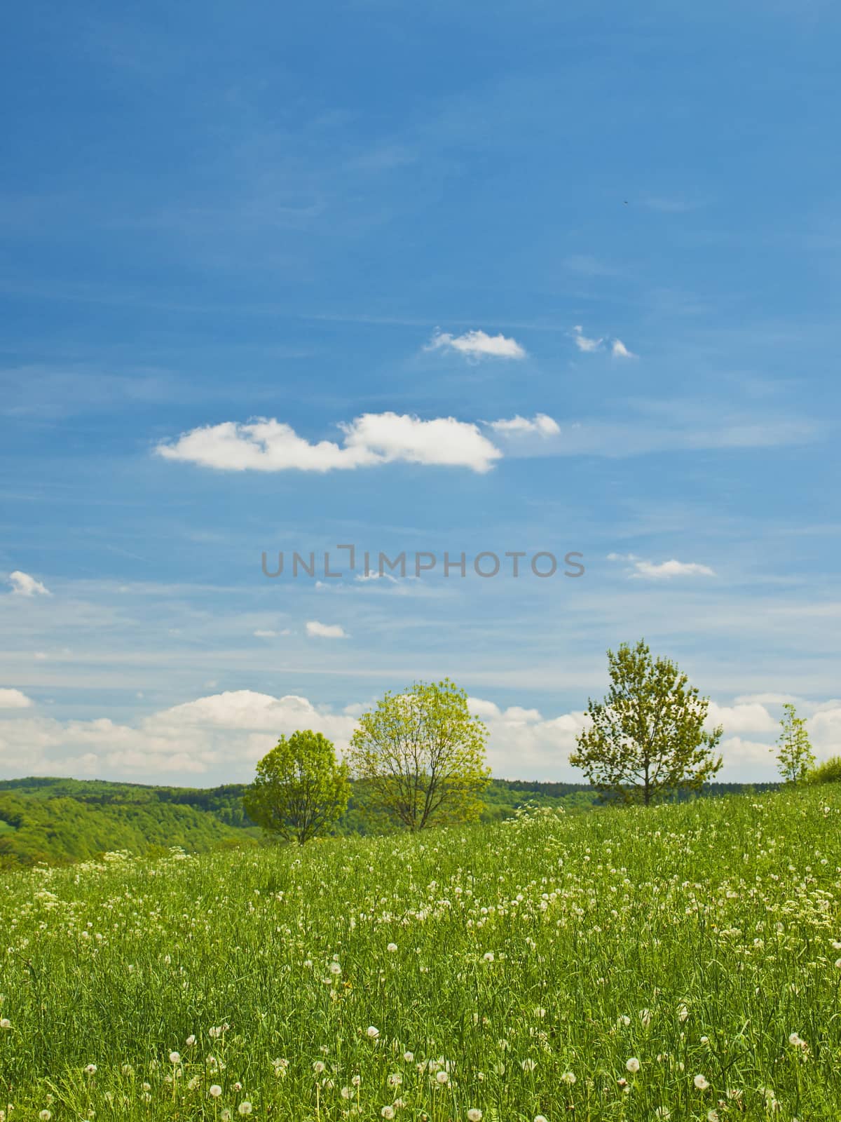 meadow with a lot of colored flowers