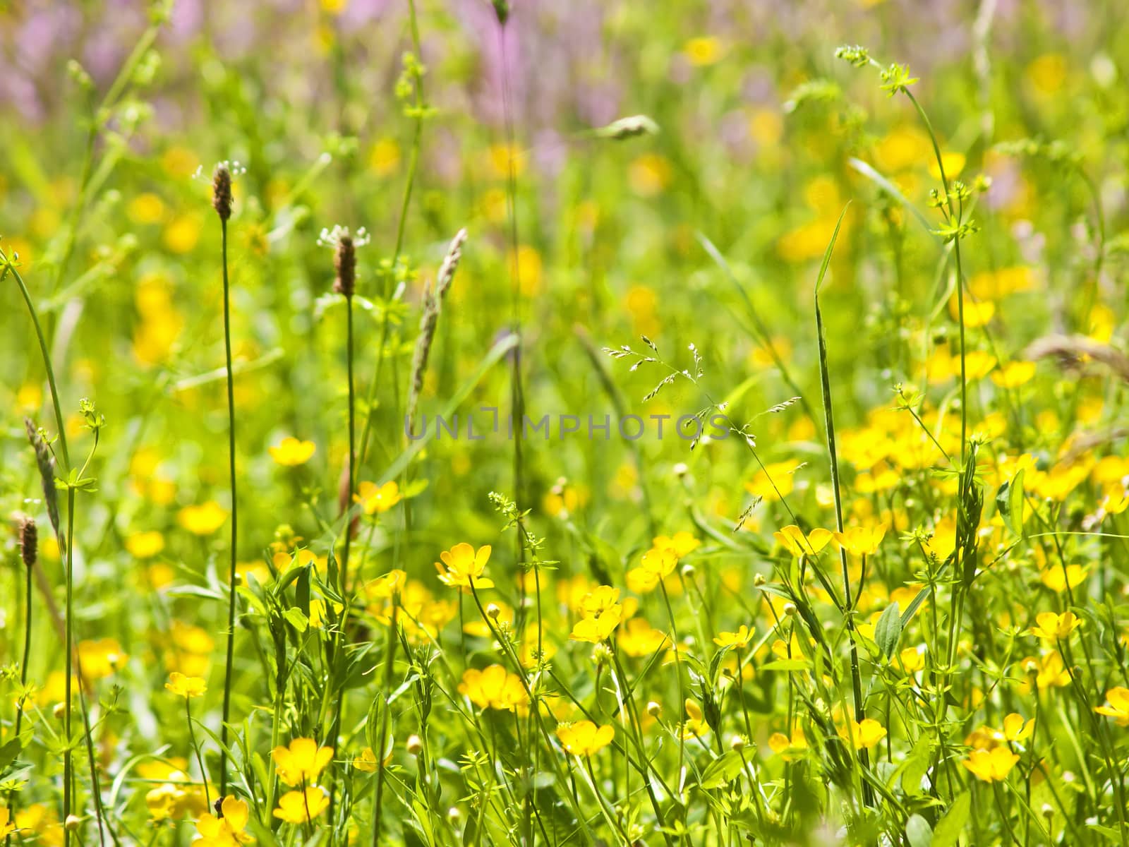 meadow with yellow flowers