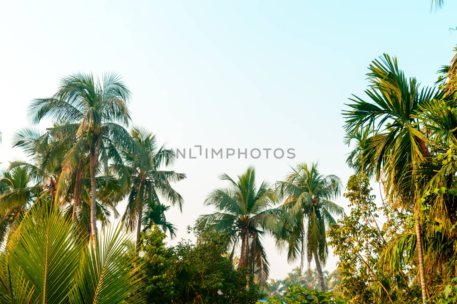 Beautiful coconut palm trees farm nature horizon on tropical sea beach against a pretty blue clear sky with no clouds at sunset sunlight. Summer Holiday Season background photography with copy space. by sudiptabhowmick