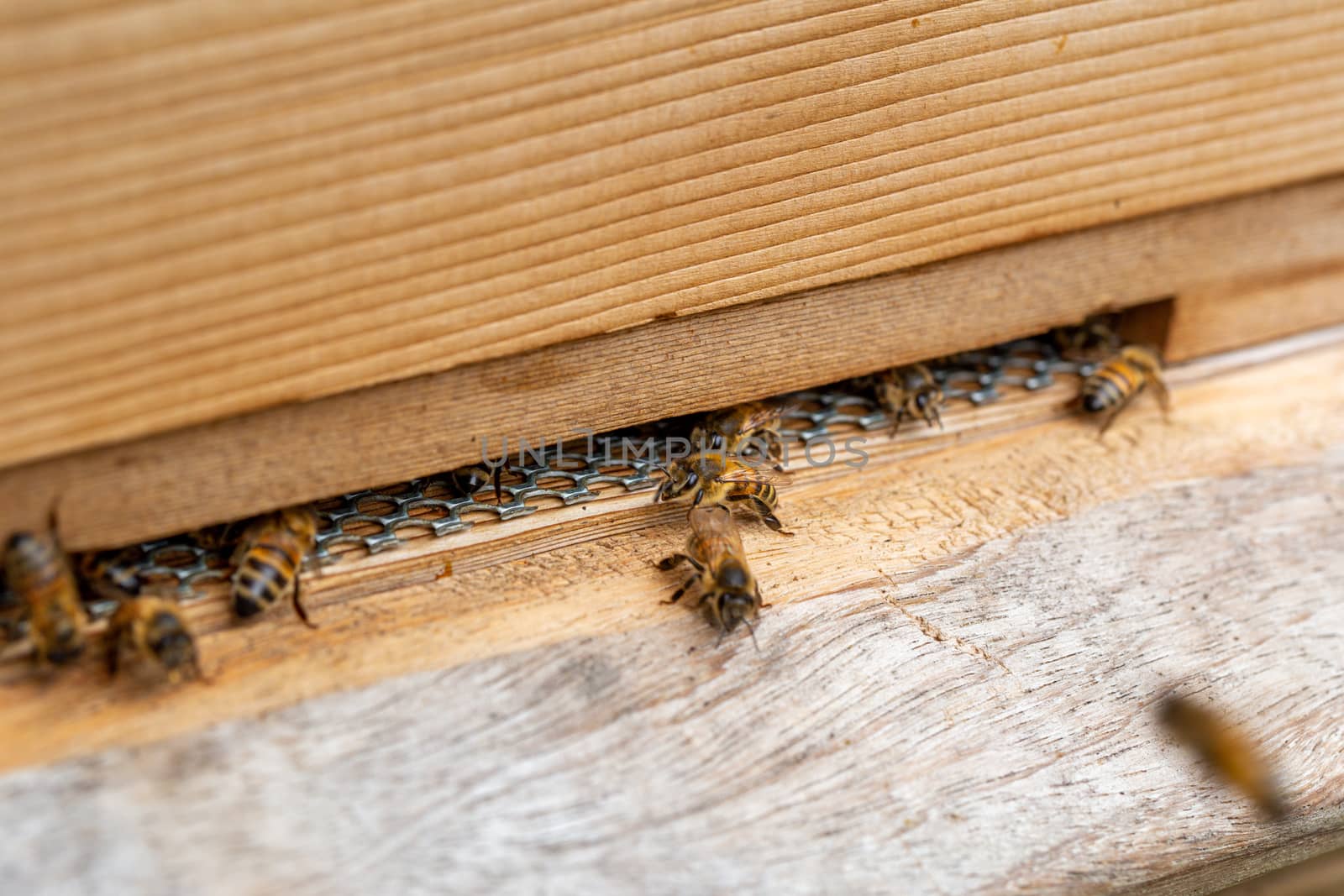 Bees on a wooden beehive in a UK garden by magicbones