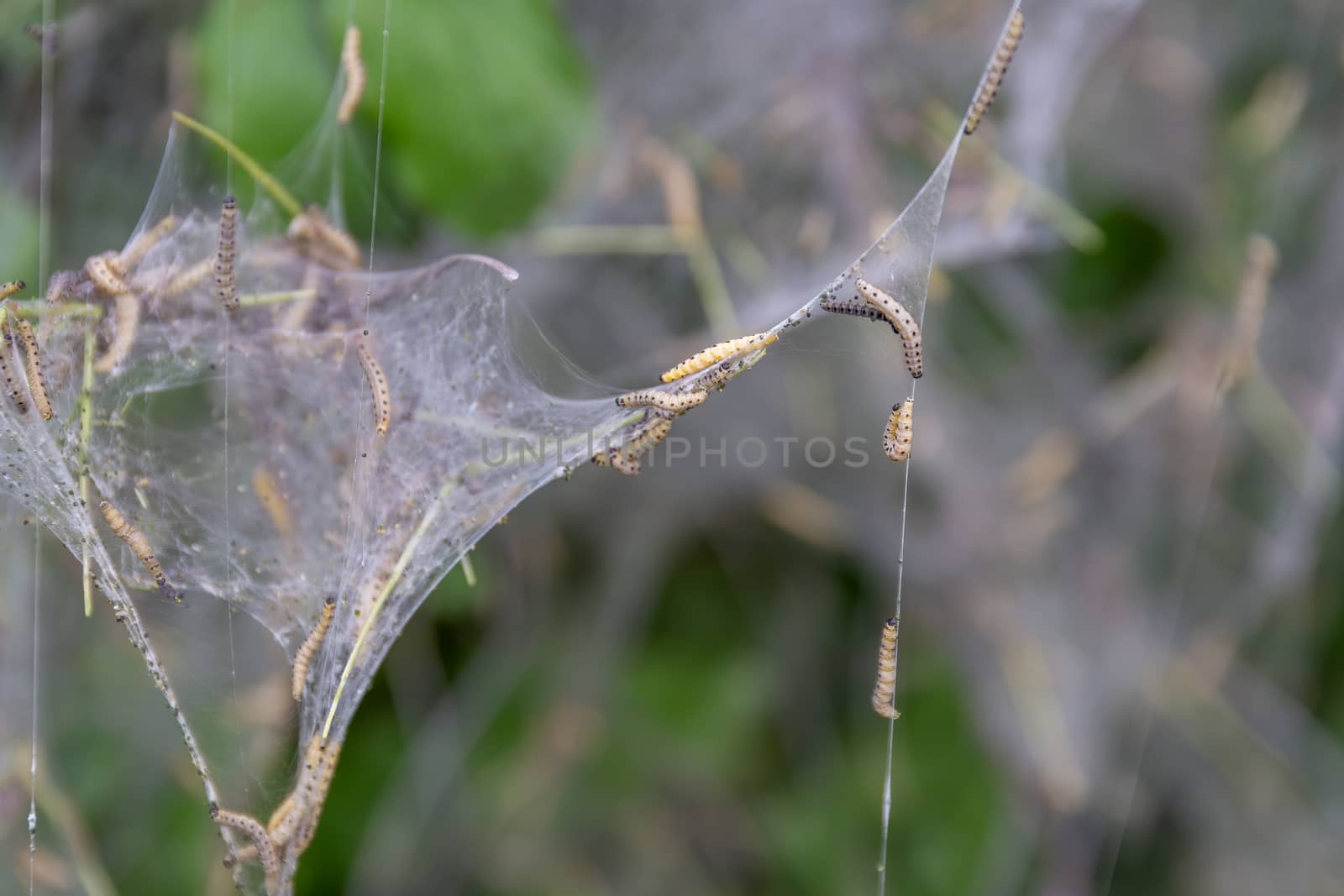 Nesting web of ermine moth caterpillars hanging from the branches of a tree by magicbones