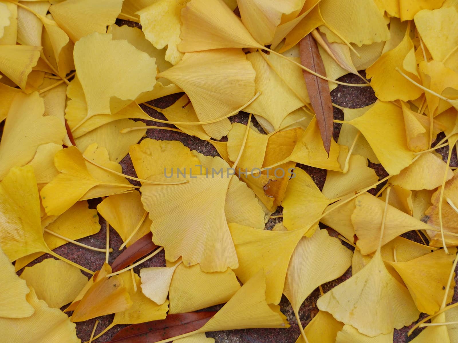 Golden leaves of ginkgo biloba covering the ground in Philadelphia.