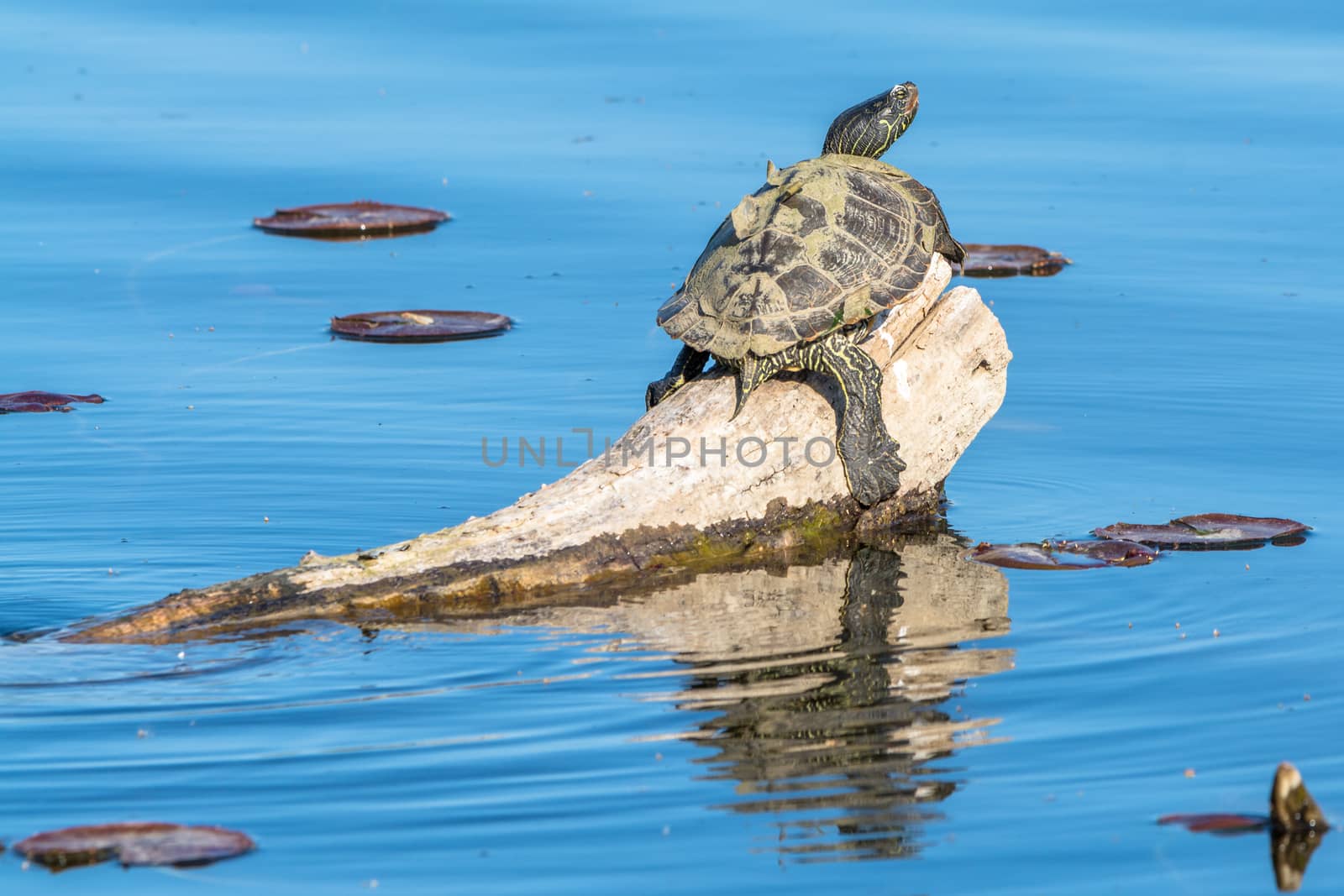 Closeup of a painted turtle (Chrysemys picta) on a floating log